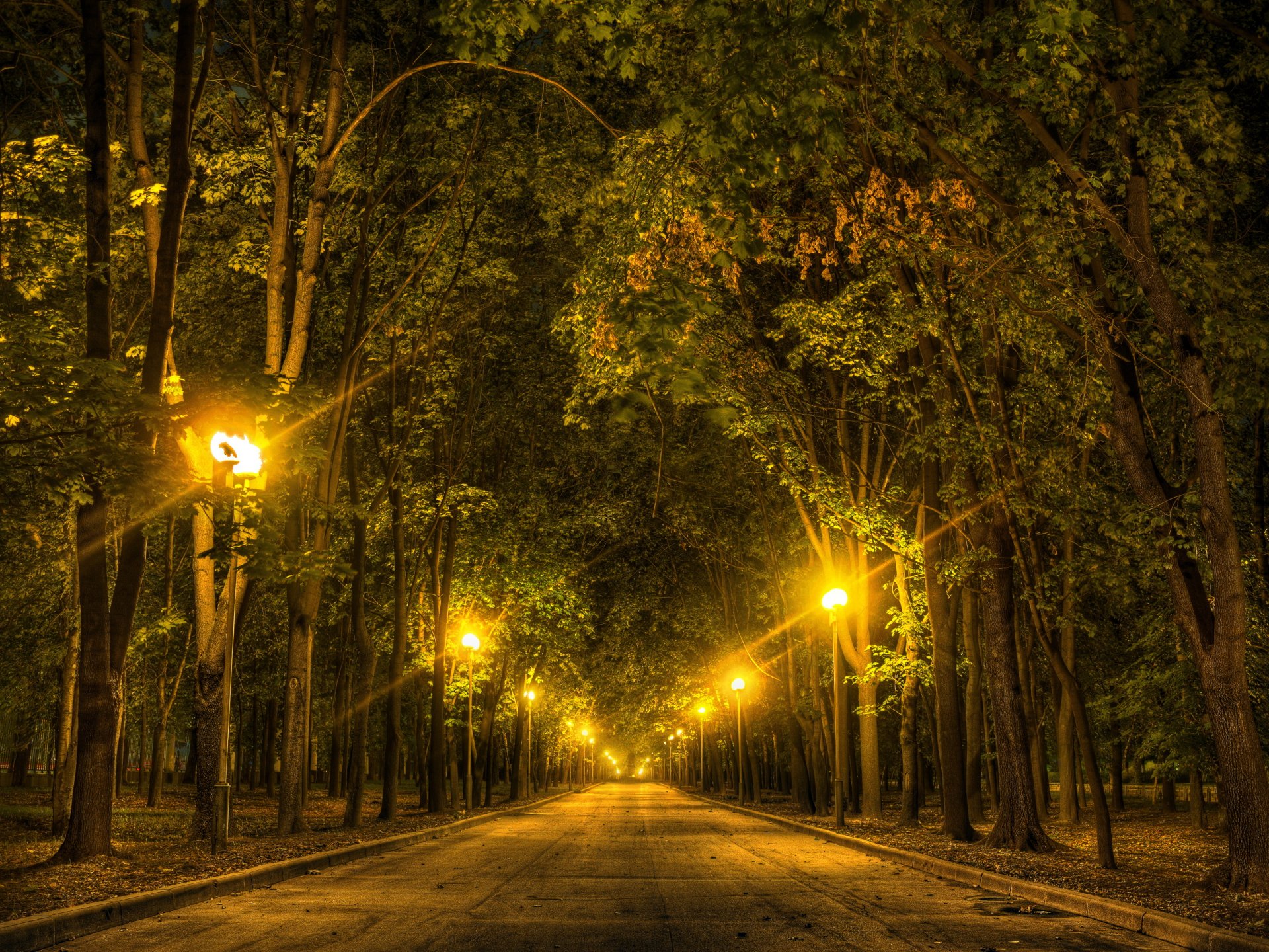 russia moscow lomonosov moscow state university park tree alley night lights lamp