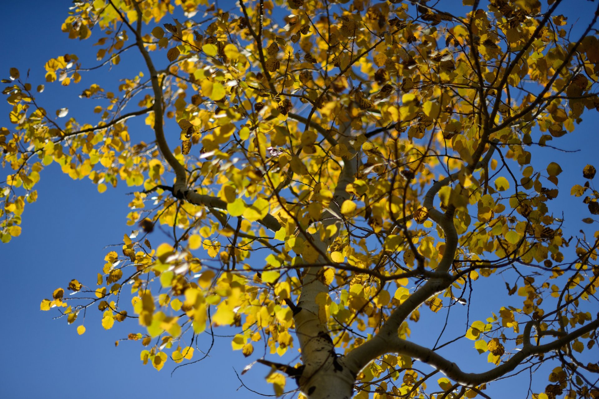 arbre tremble feuilles ciel automne