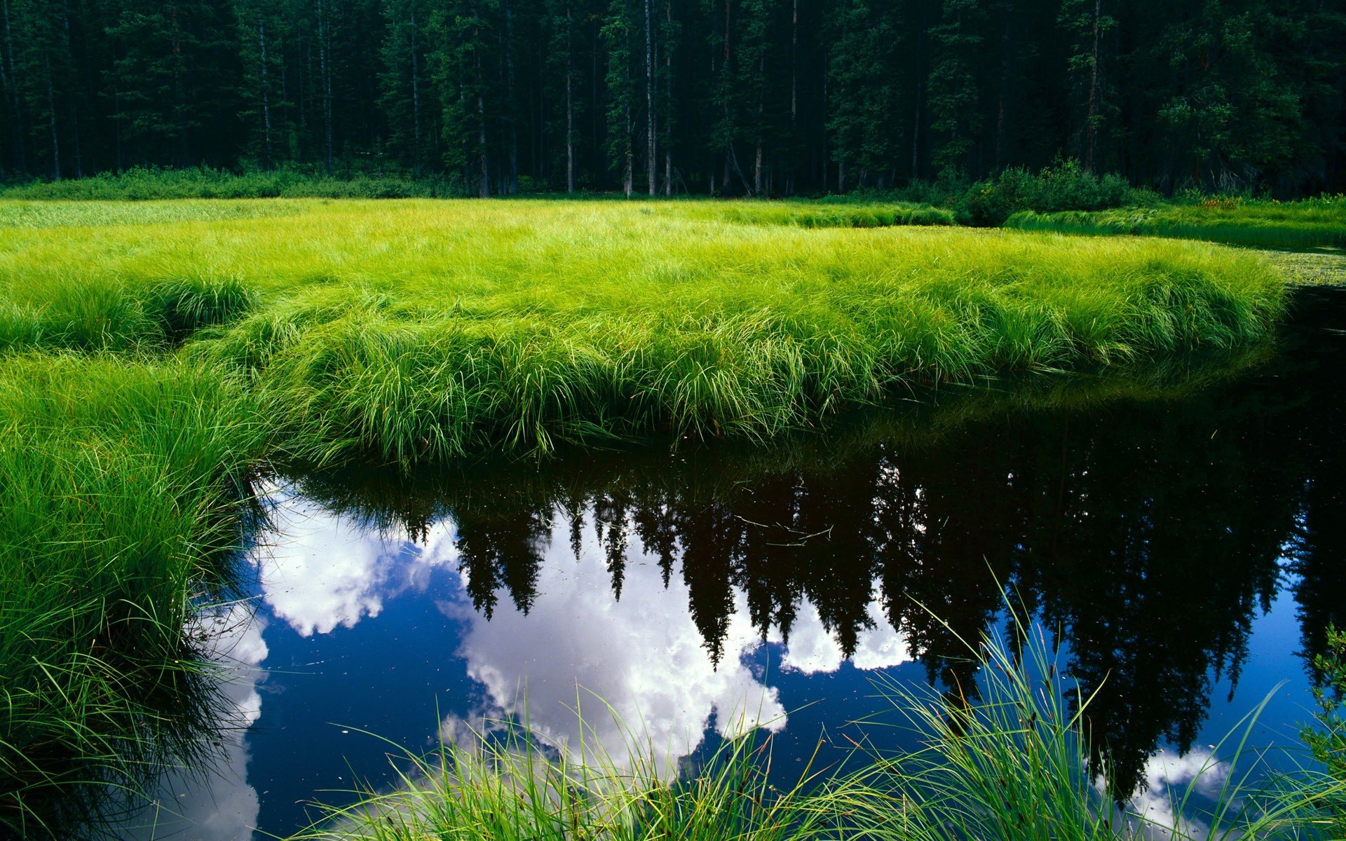 lago stagno foresta