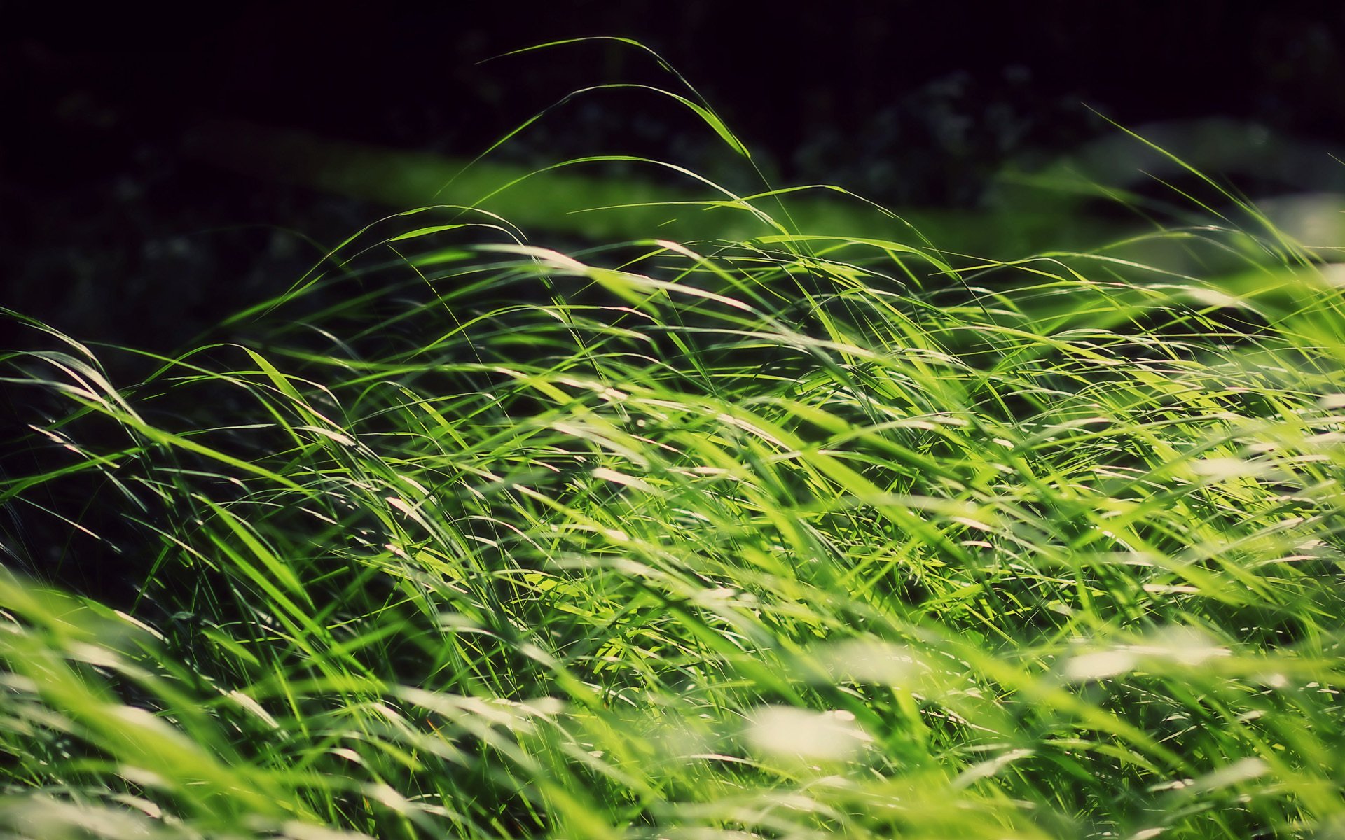 gras grün sonne wind