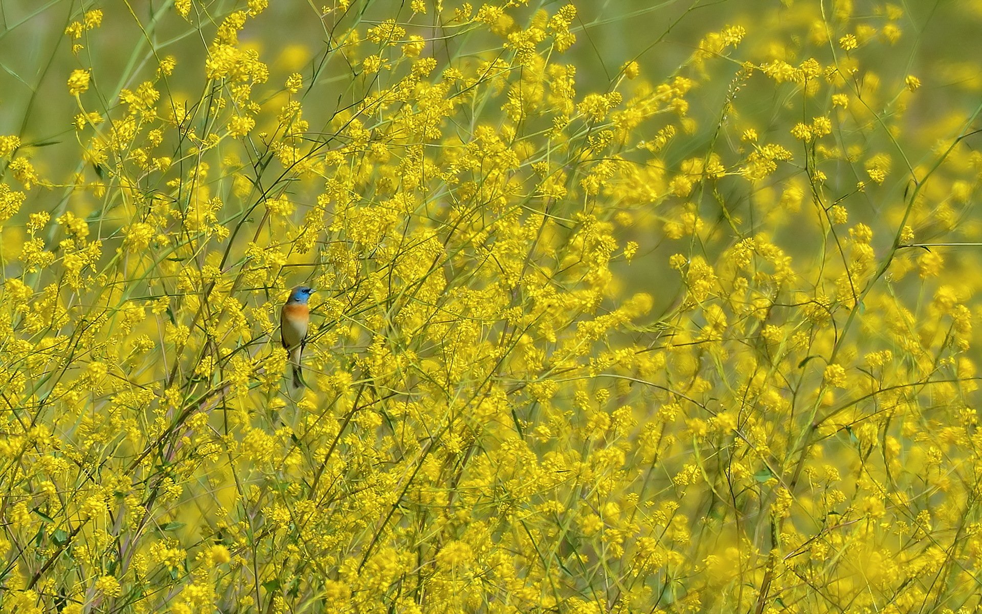 aves naturaleza primavera