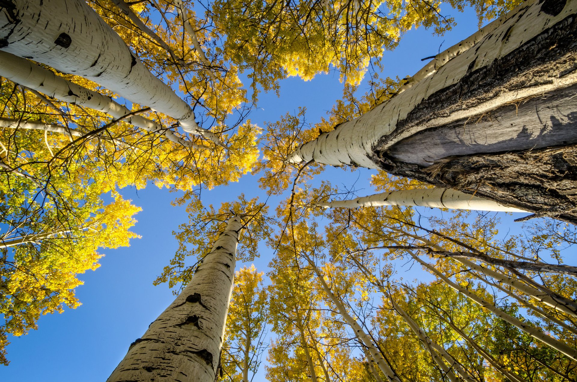 himmel bäume stamm zweige blätter herbst espe