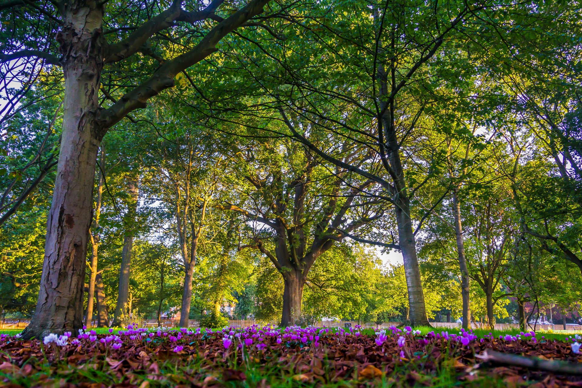 londres inglaterra parque árboles flores