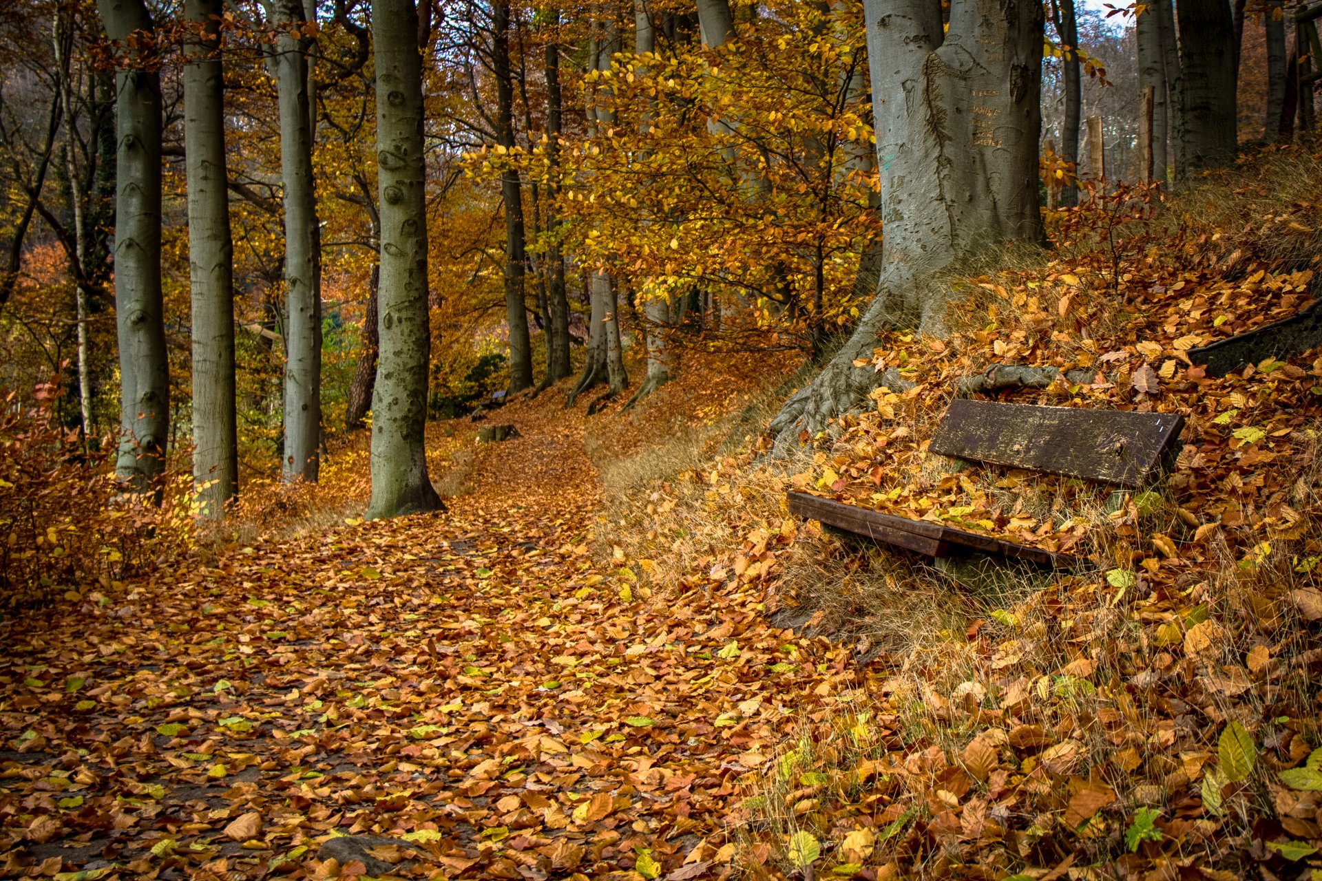 скамья природа осень