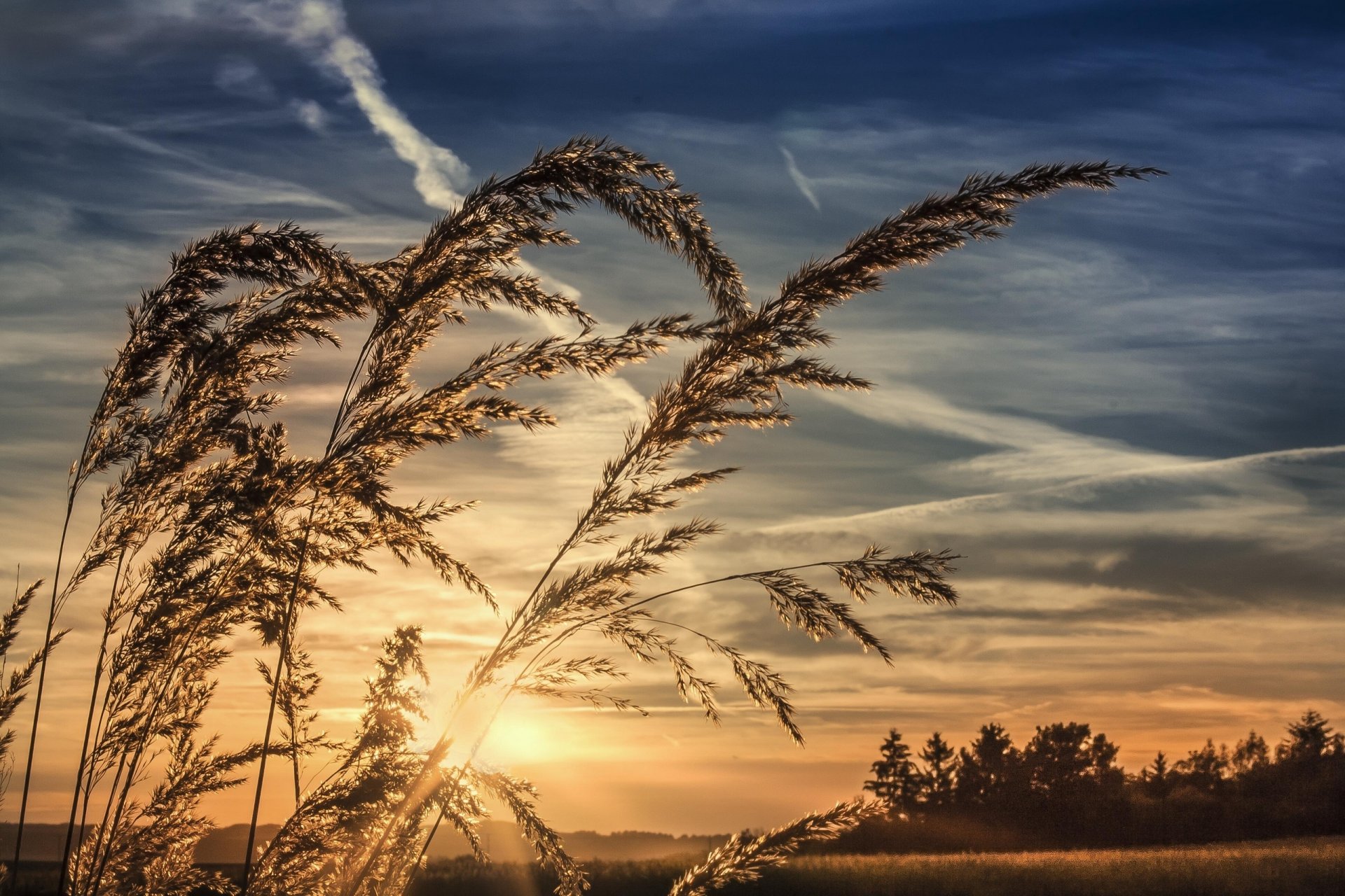 erba tramonto cielo