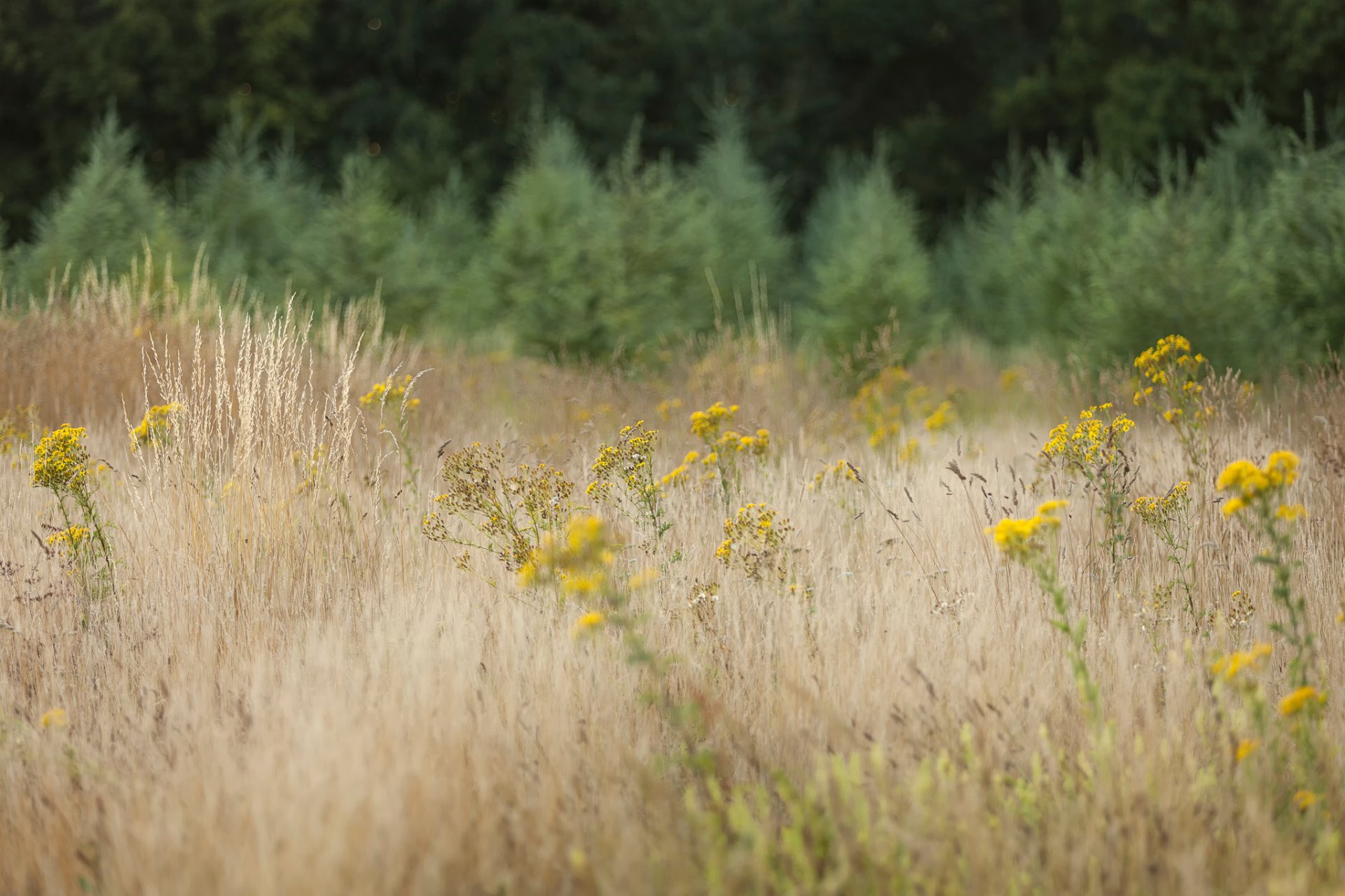 grass green bokeh