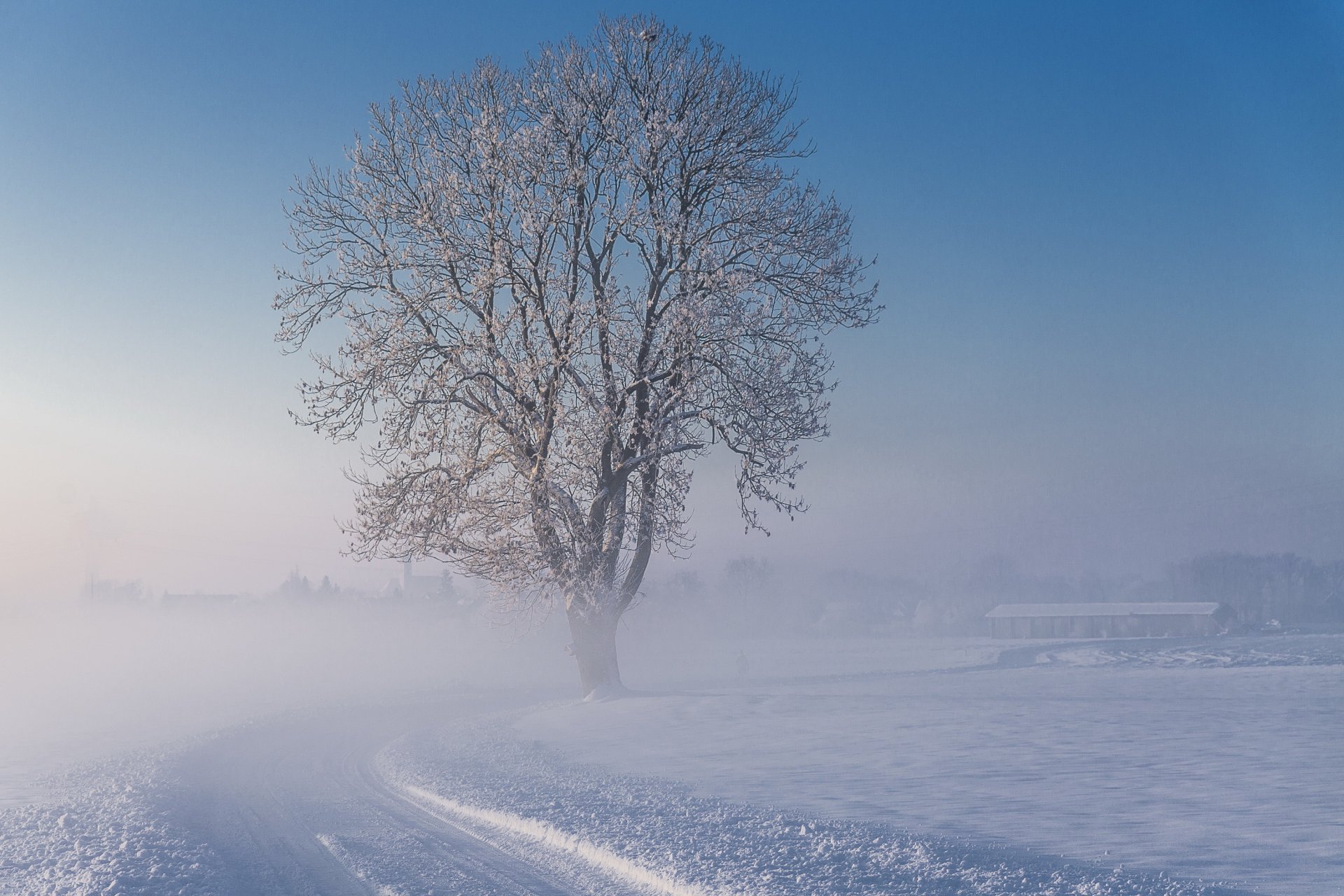 inverno neve strada albero nebbia gelido mattina