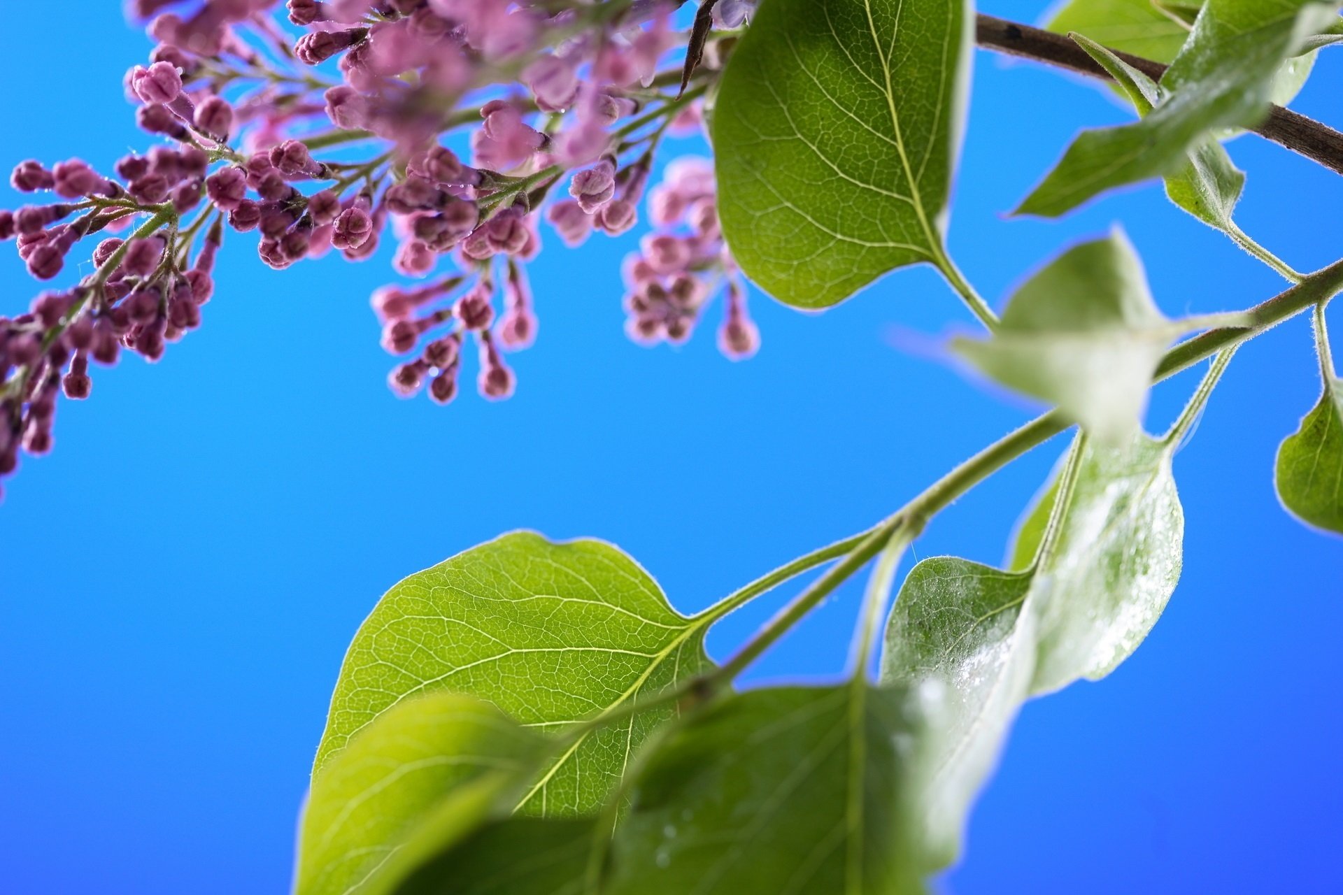 nature leaves green summer sky sun