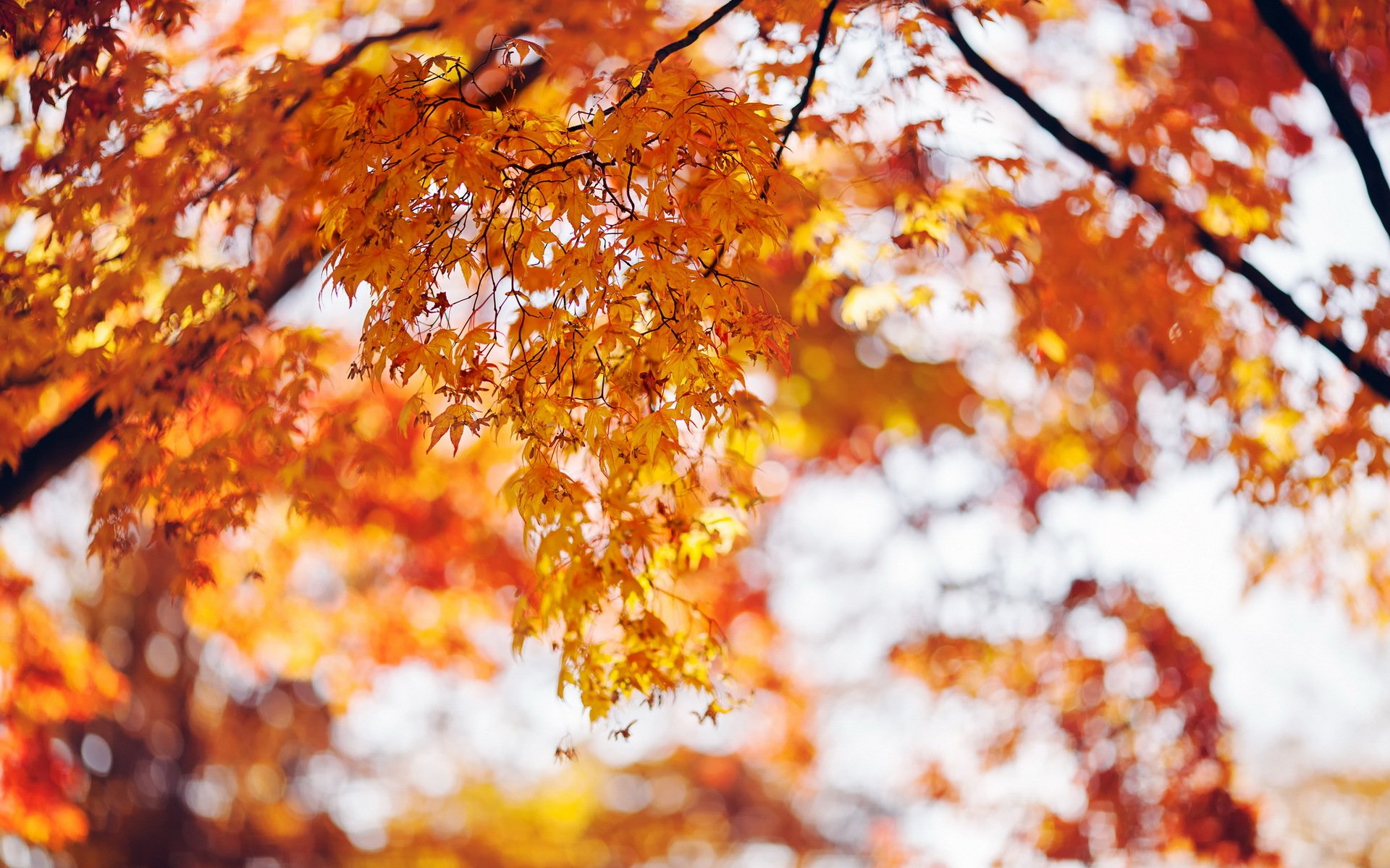 otoño árbol hojas naturaleza