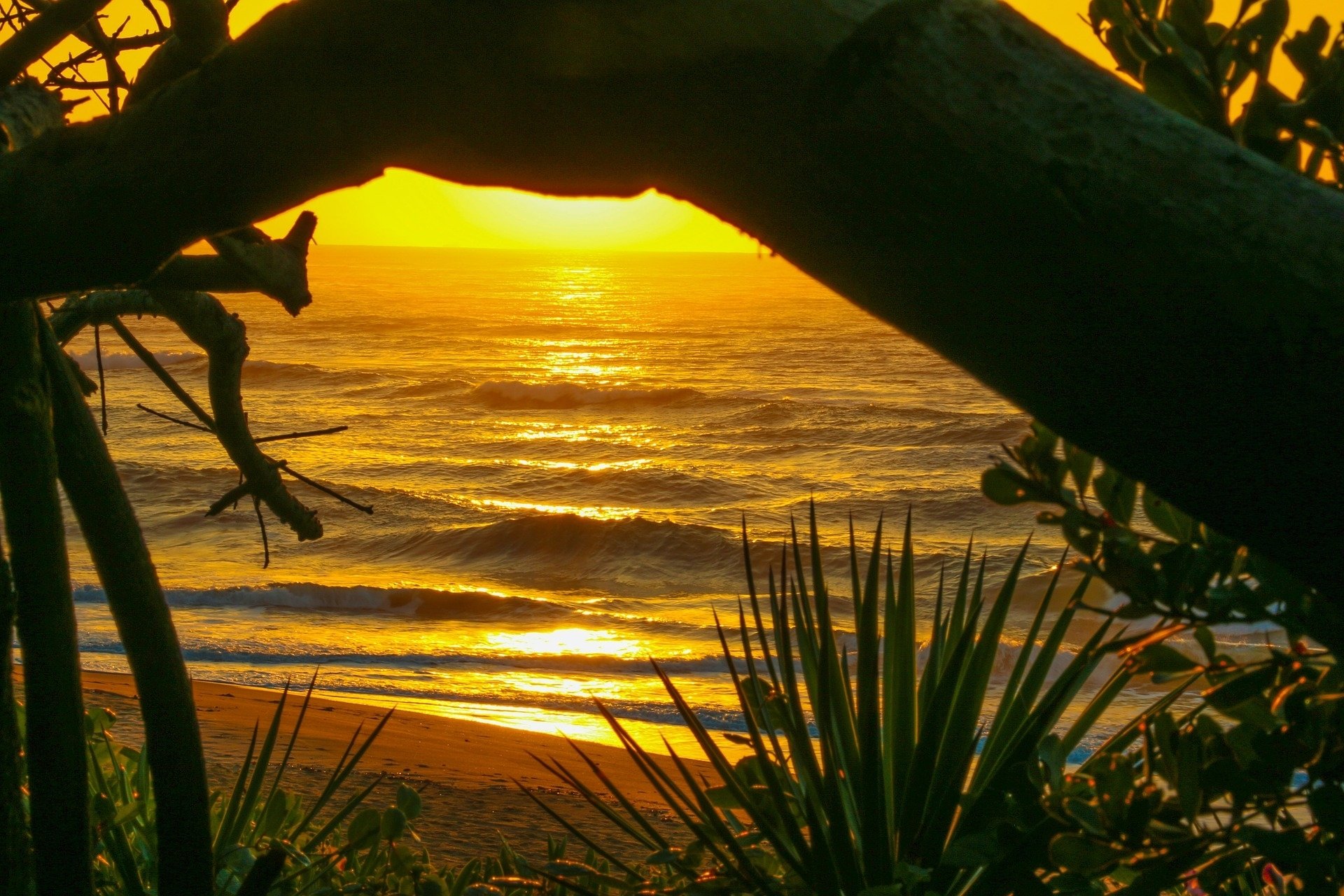 beach waves tree plants light