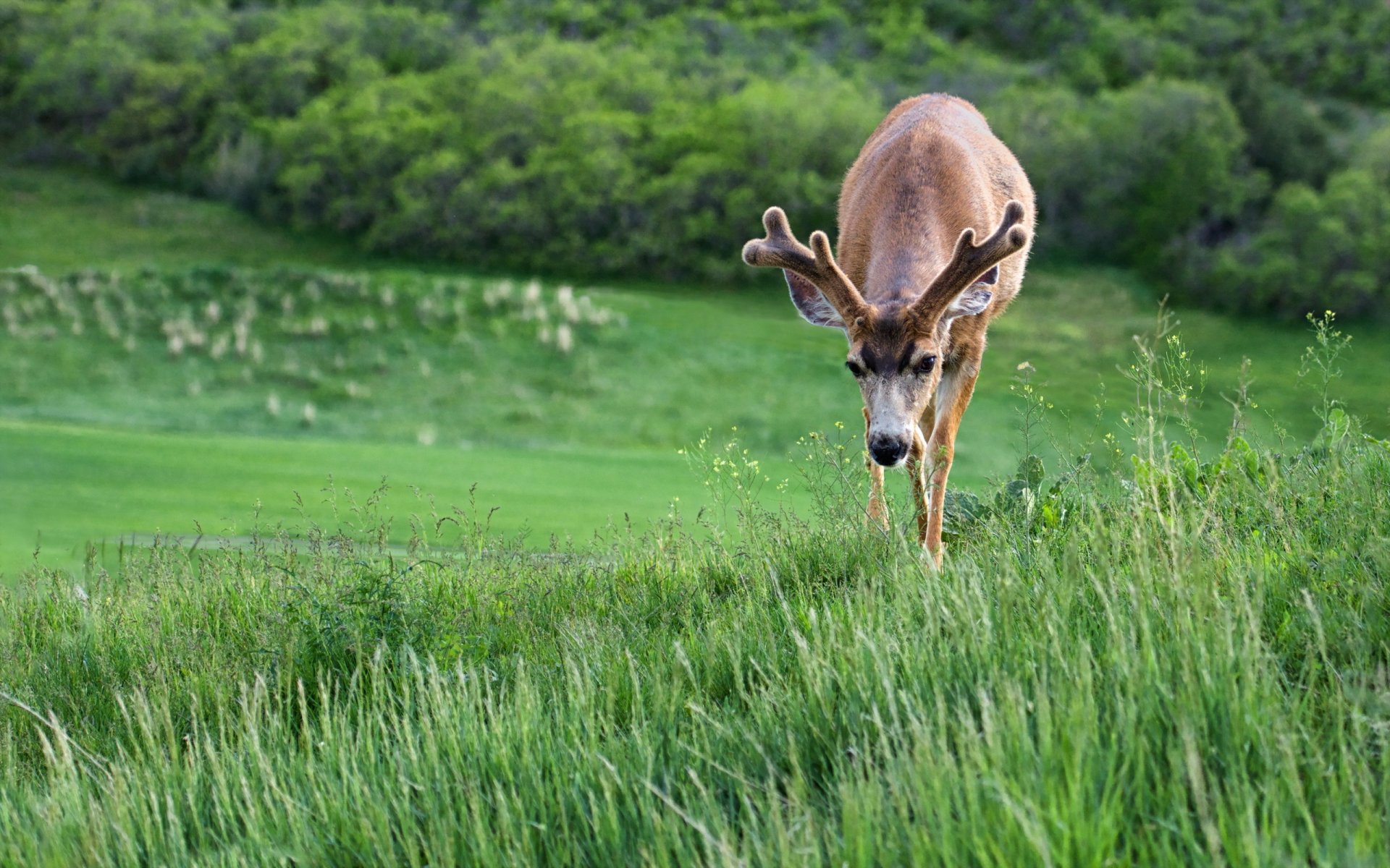 cerf nature été