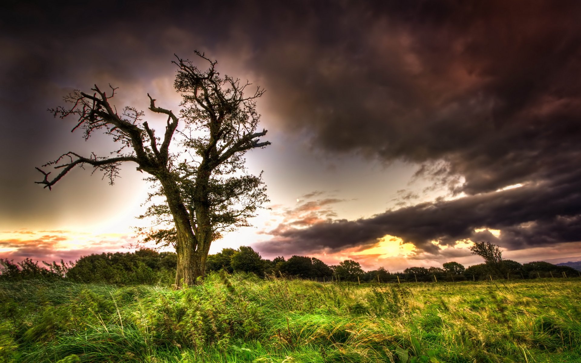 baum himmel feld landschaft