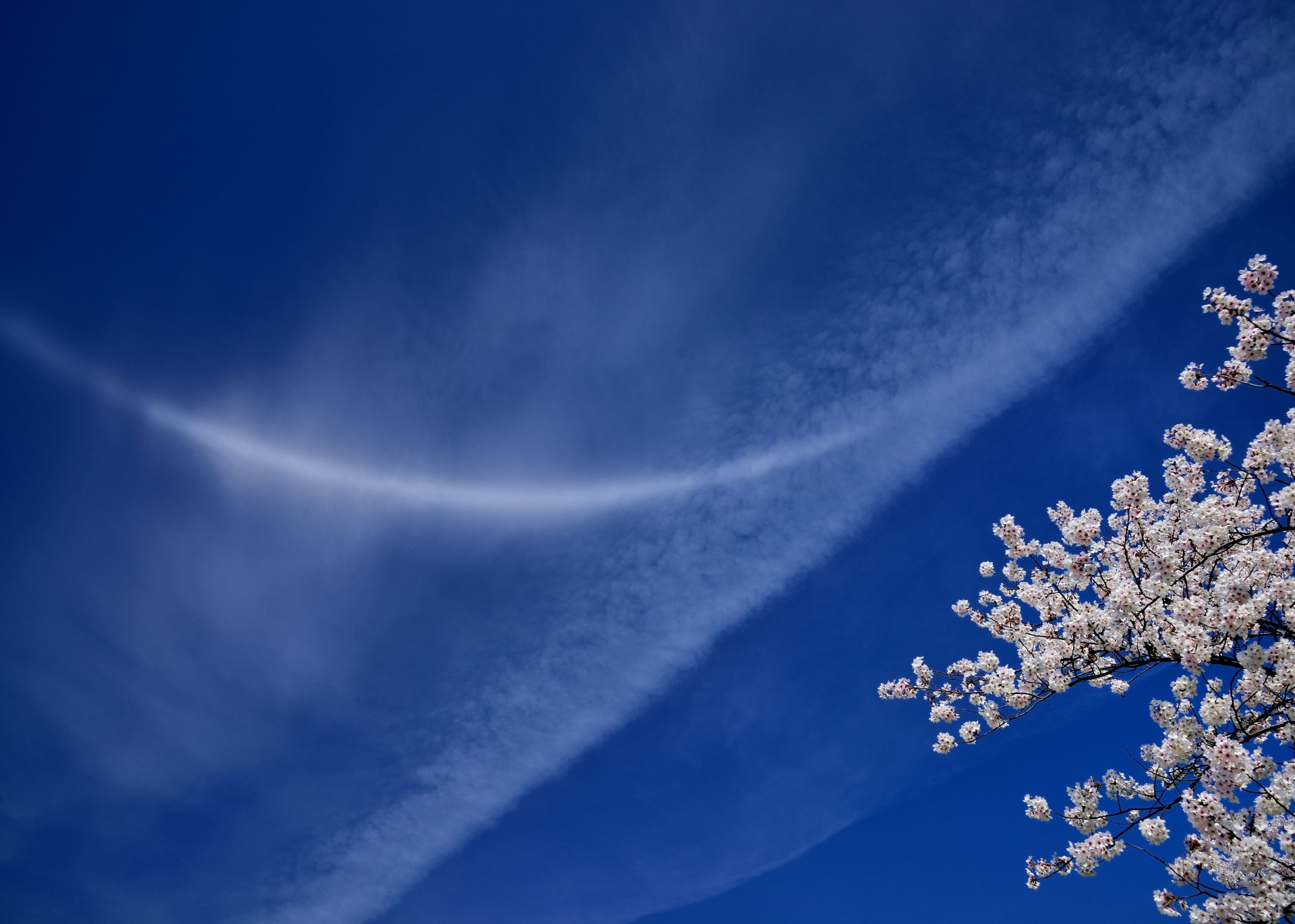 himmel wolken sakura kirsche zweige