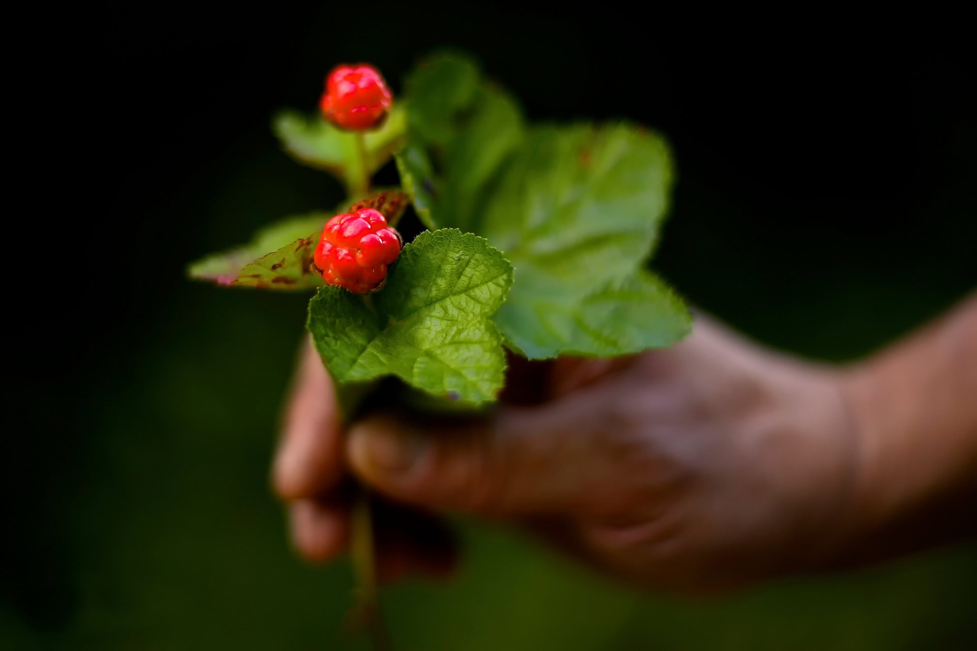 cloudberry bacca macro bokeh