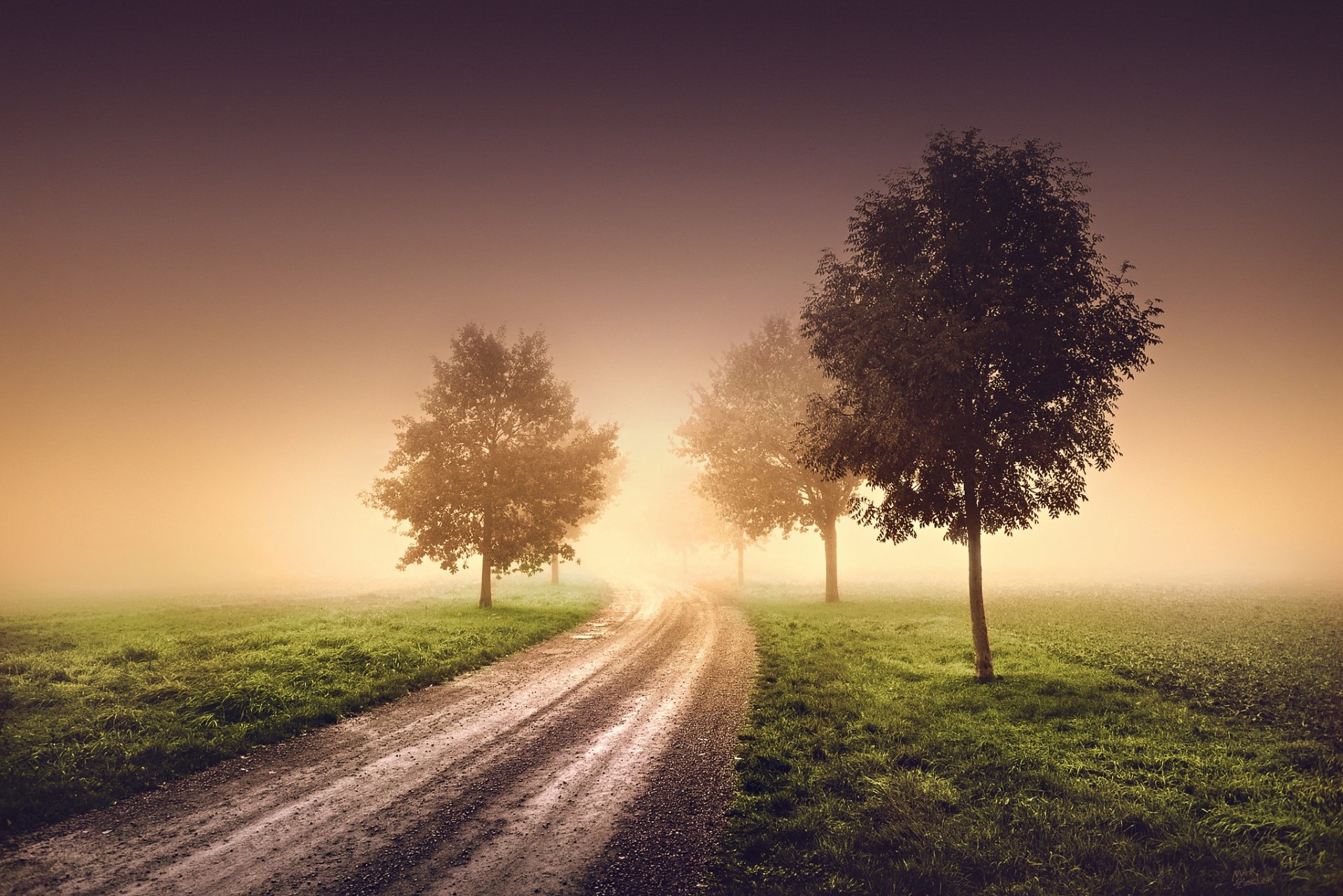 nature matin brouillard brume arbres route