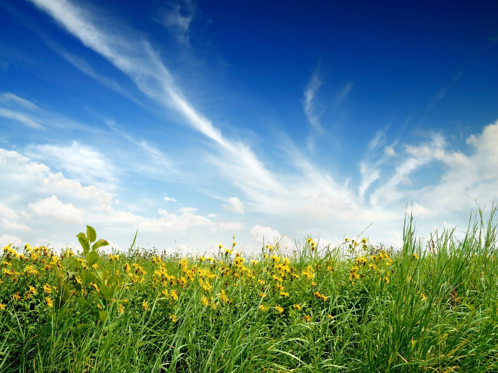 natur feld blumen himmel