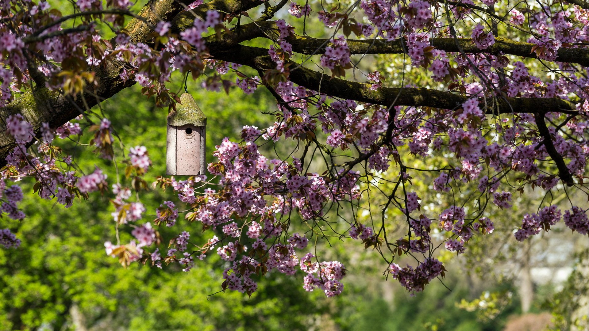 jardin printemps maison