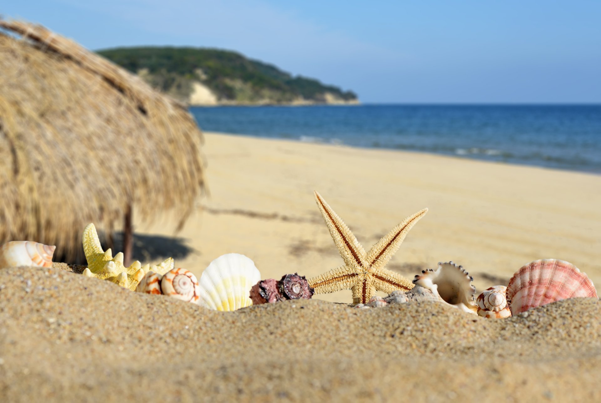 muscheln sterne im sommer strand blau meer küste paradies sand