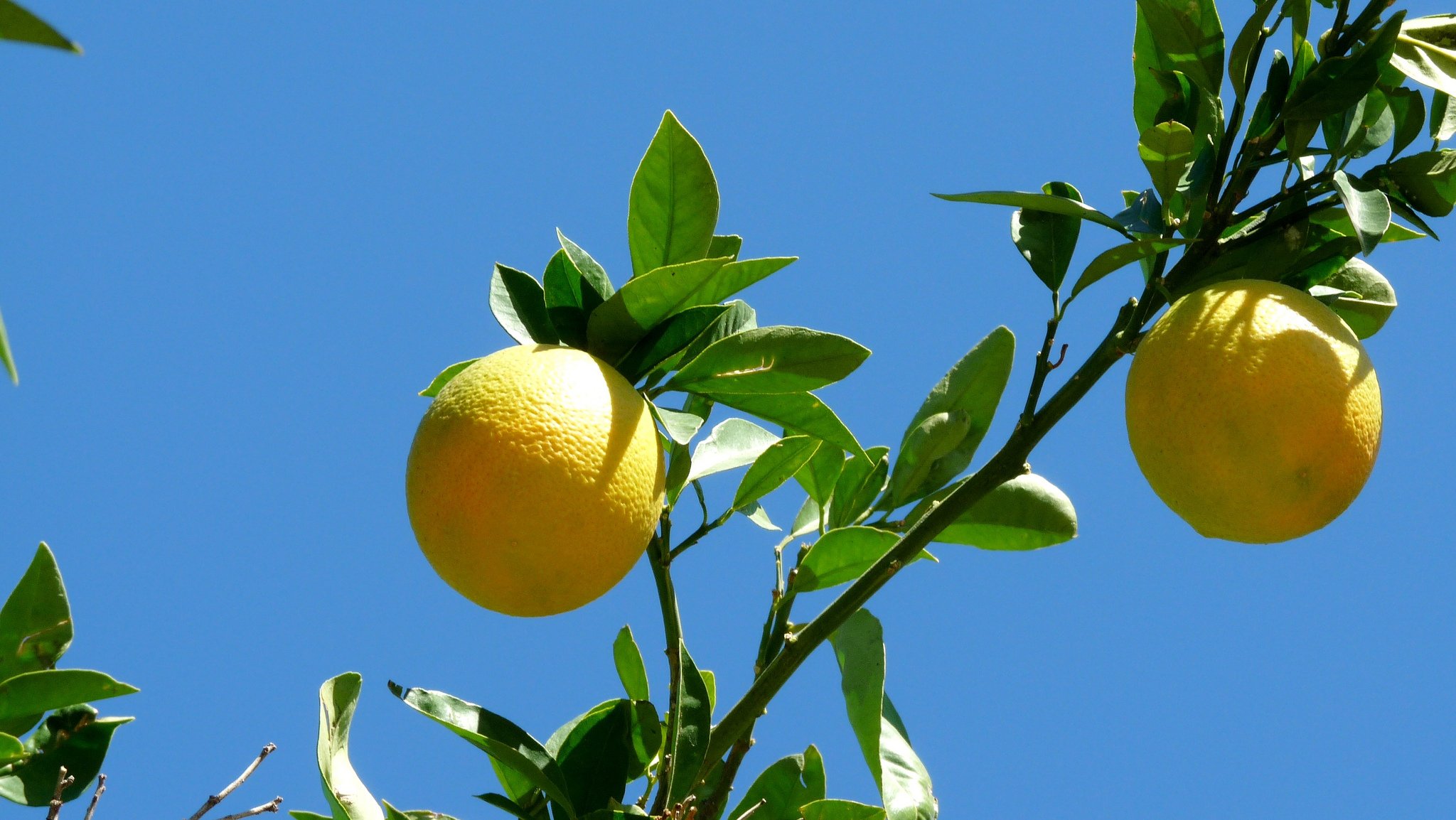 food sky branch fruit grapefruit leaves close up