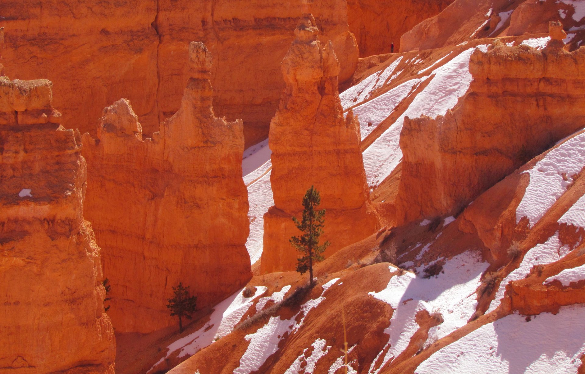 bryce canyon nationalpark utah usa felsen berge baum schnee