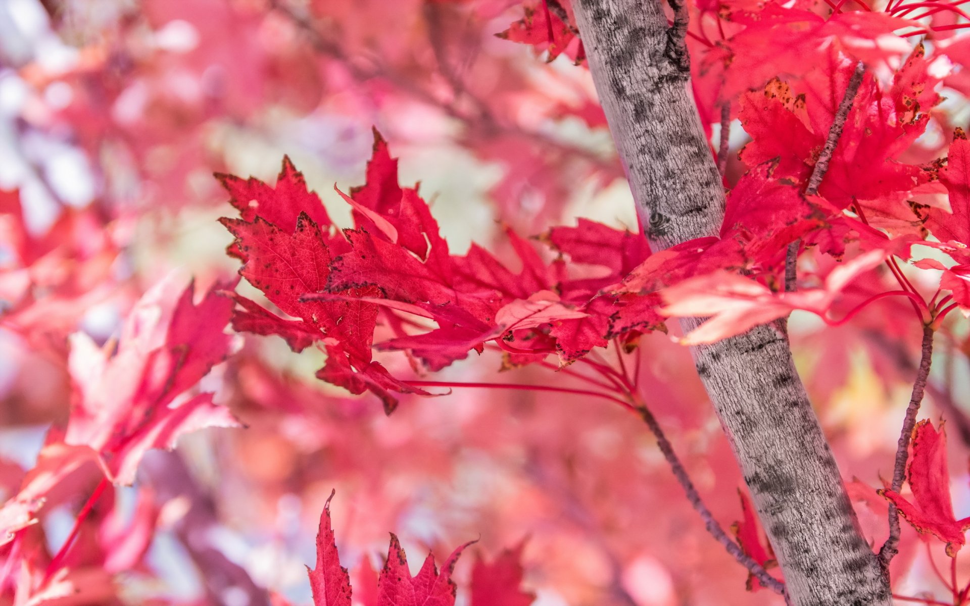 árbol hojas otoño rojo