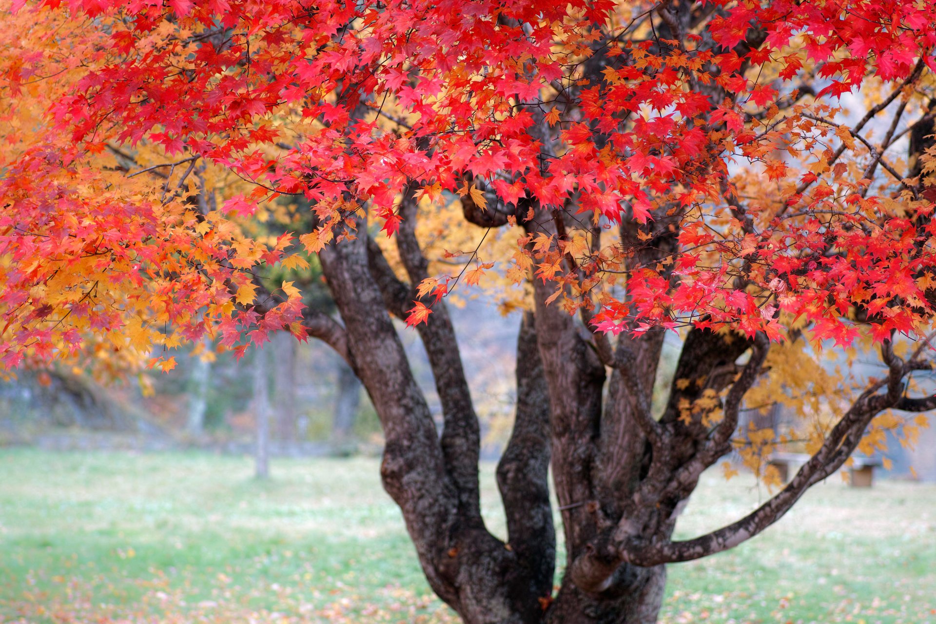 natur herbst japan holz farben