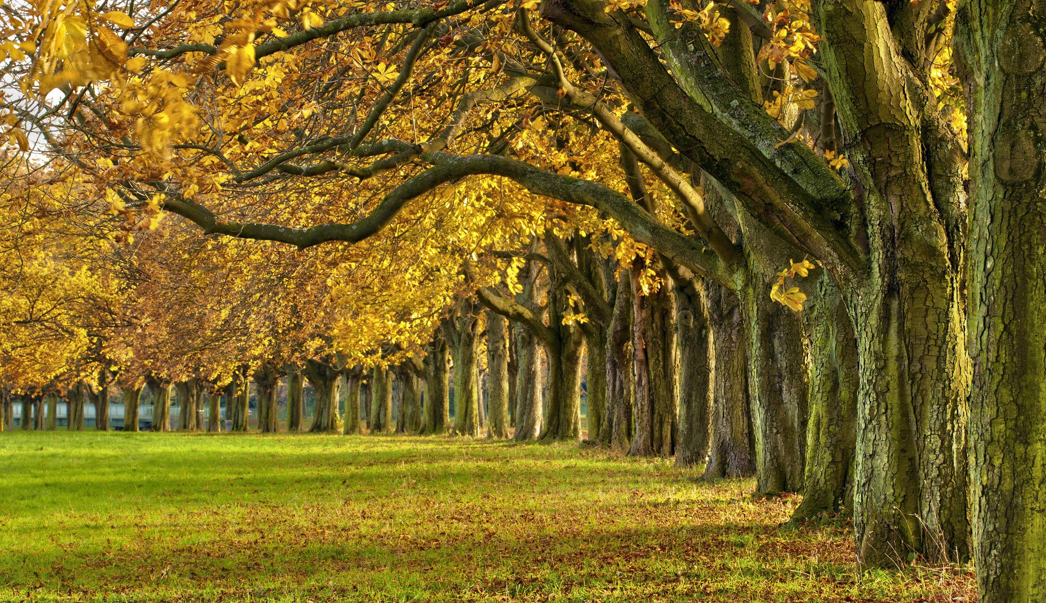 natura las park drzewa liście kolorowe droga jesień upadek kolory spacer