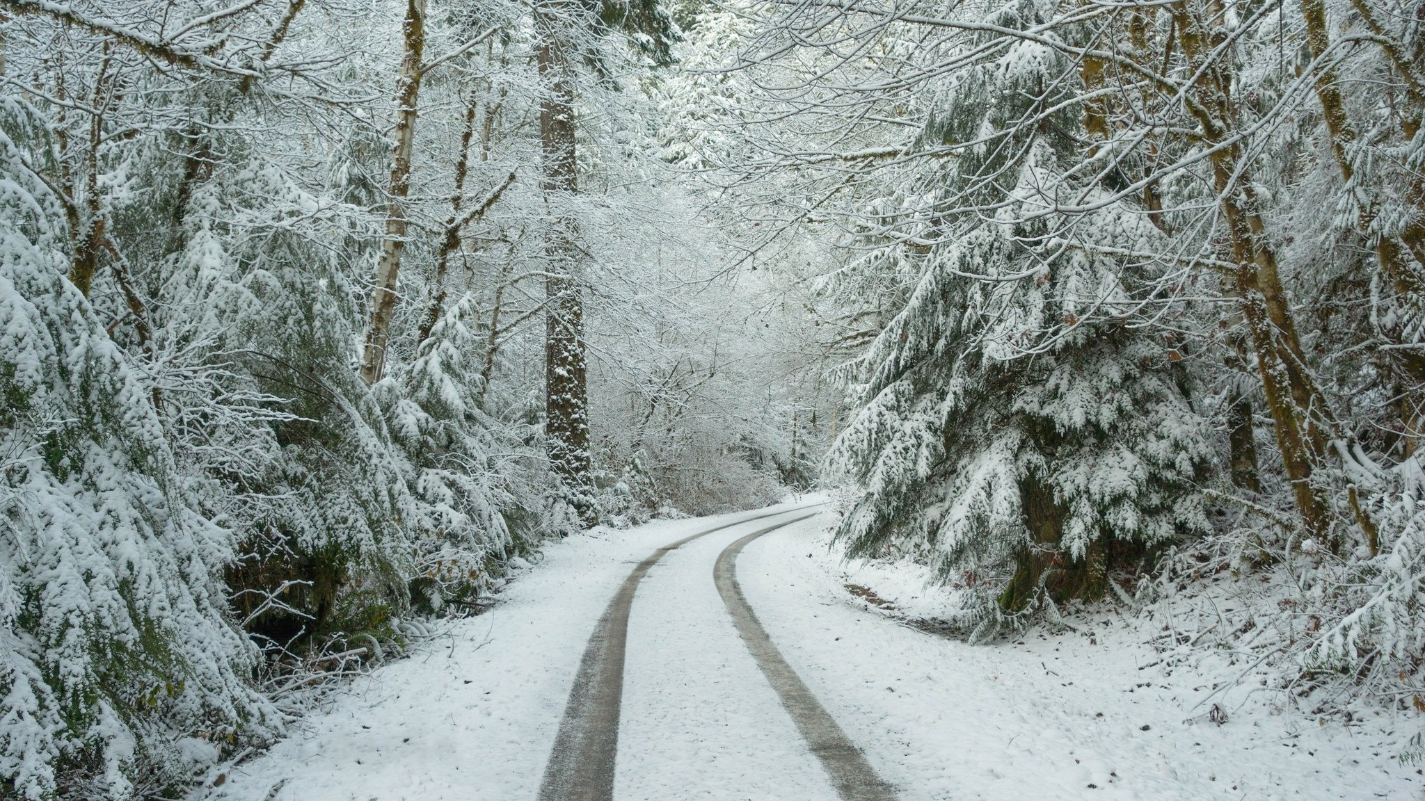 foresta strada neve inverno