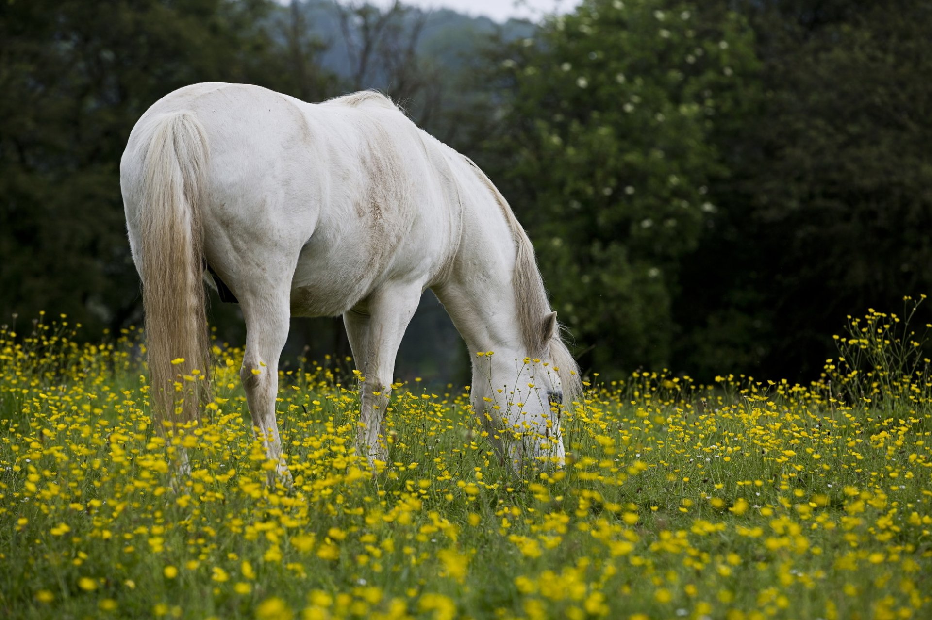 caballo campo verano naturaleza