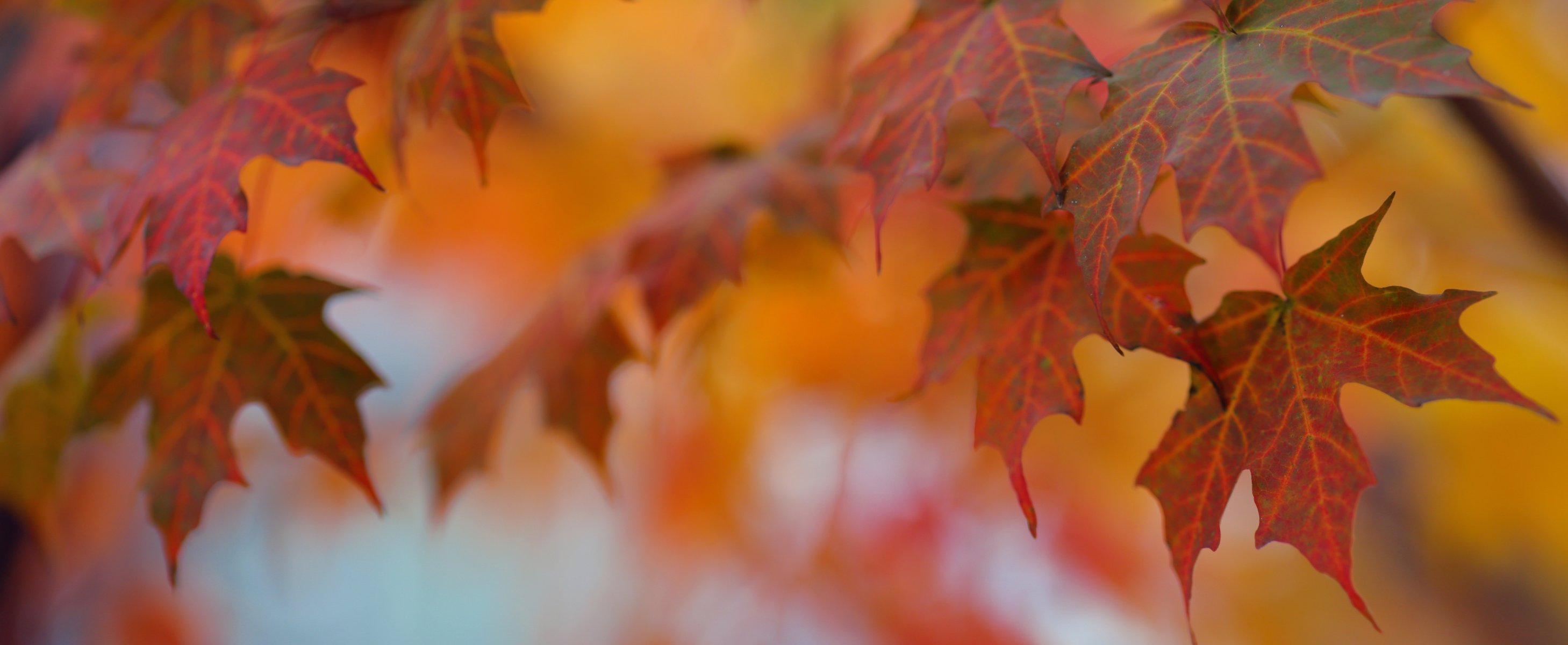 blätter herbst makro