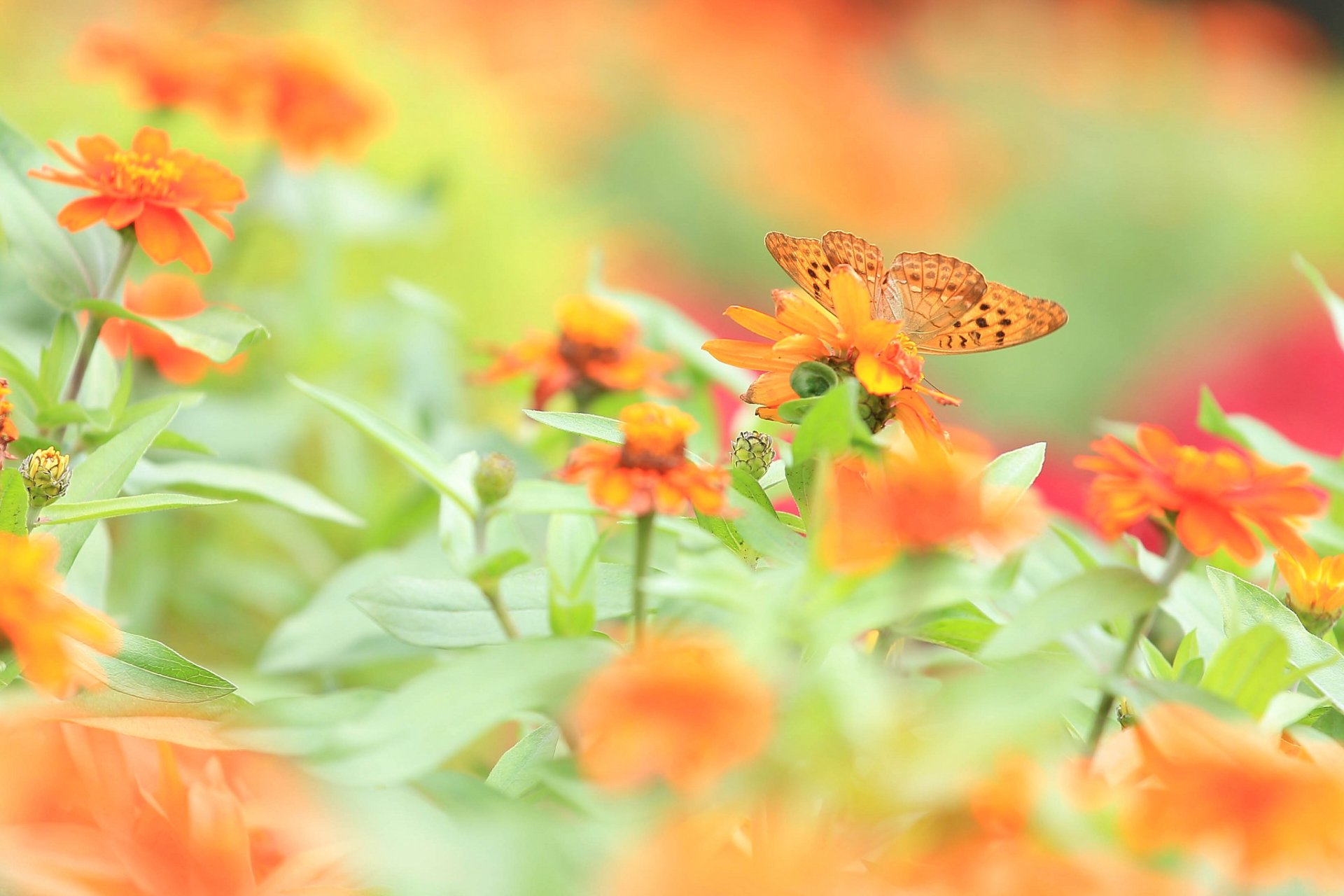 campo prado flores mariposa