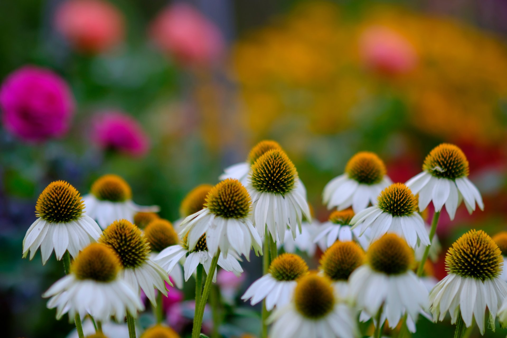 marguerites bokeh fleurs