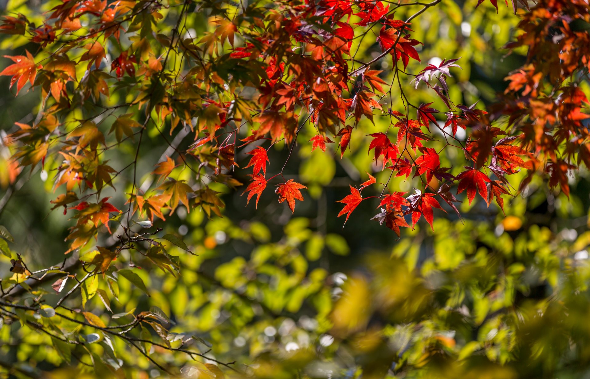 érable japonais branches feuilles automne