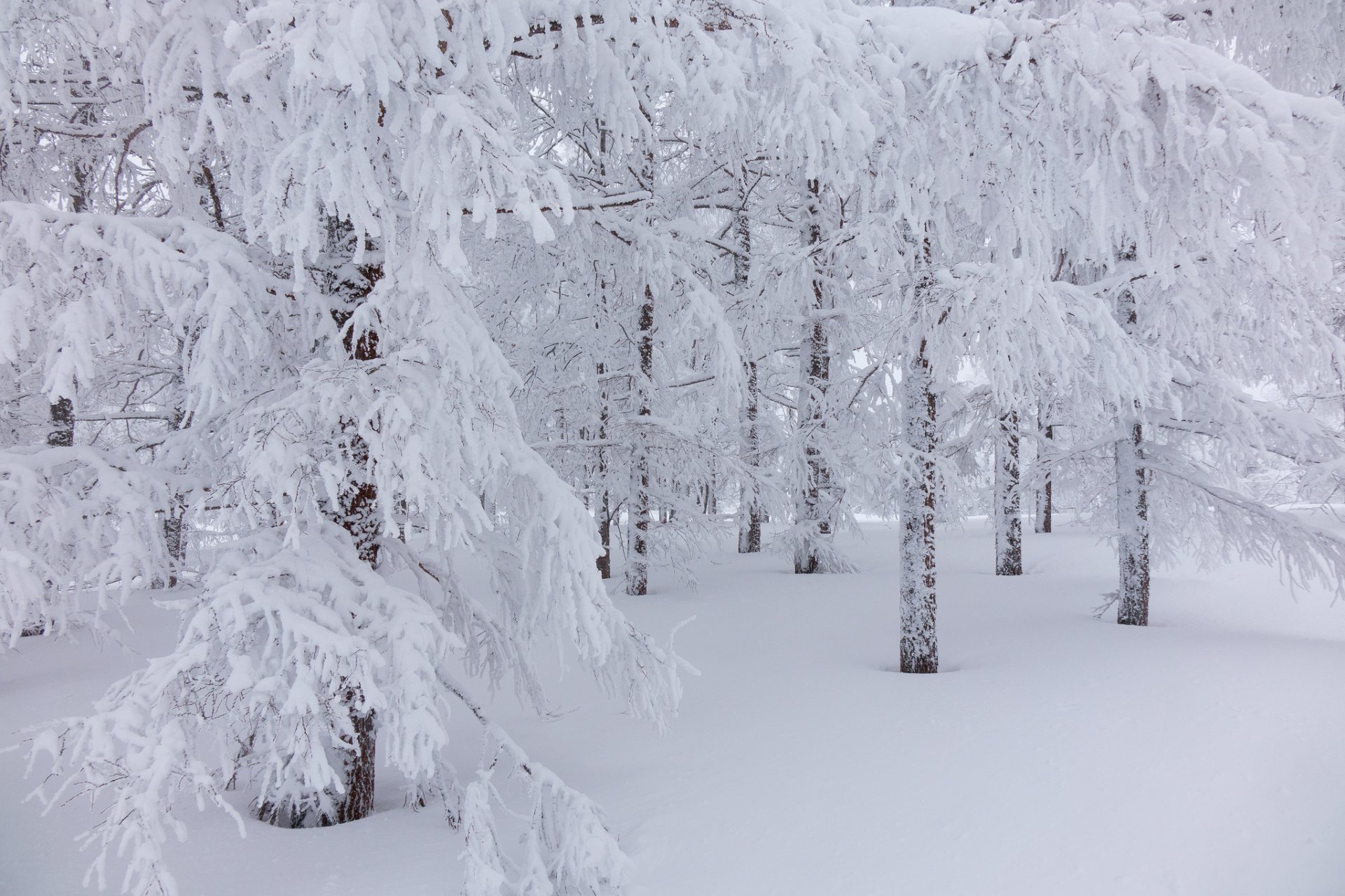 bosque invierno árboles nieve