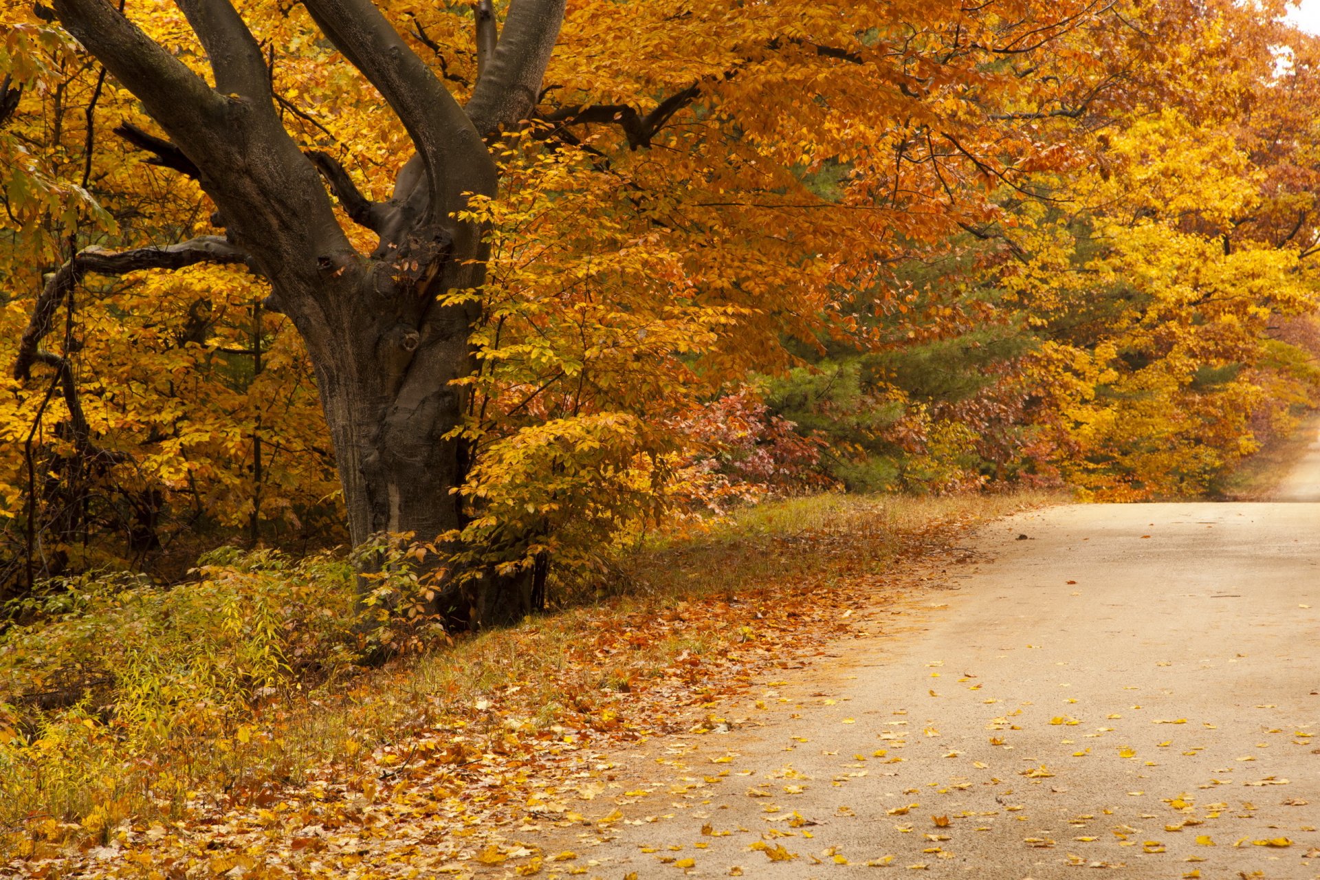 strada autunno natura