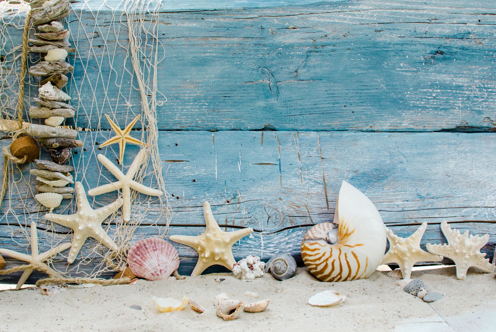 conchiglie stelle marine spiaggia sabbia mare albero stelle