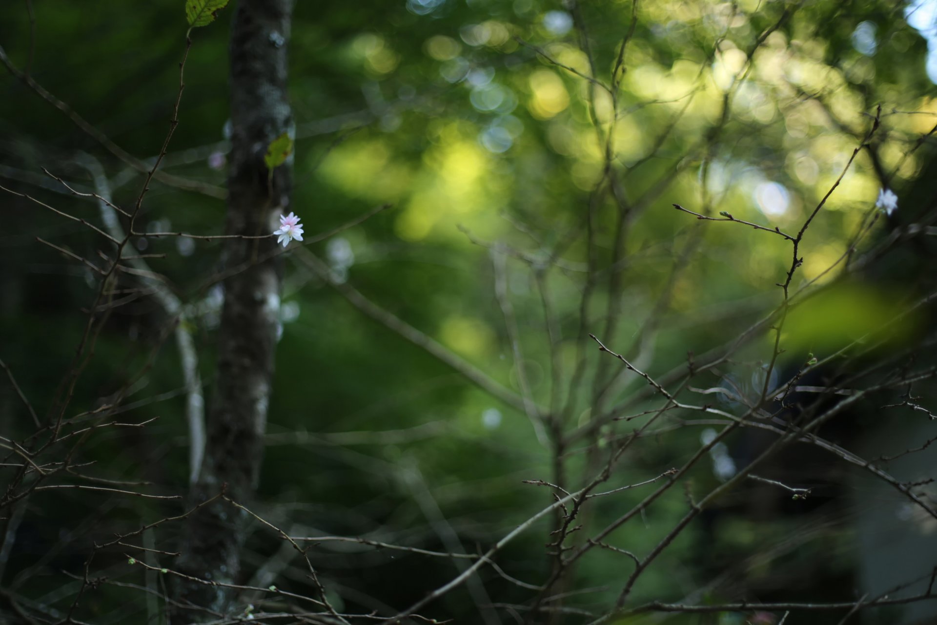 ramas bokeh flor