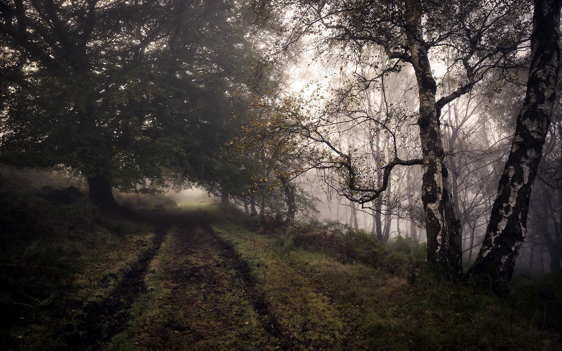 forest road autumn