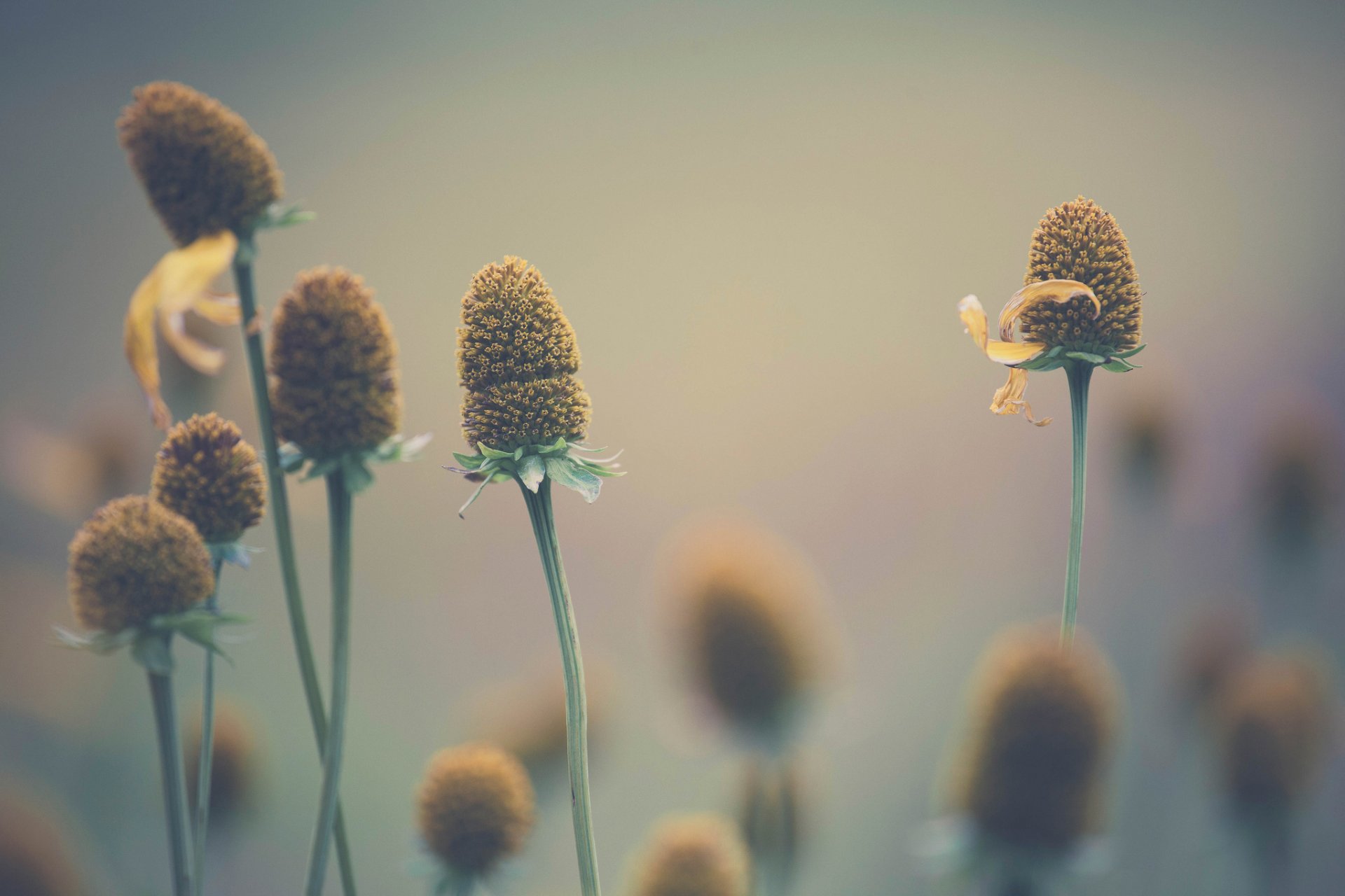 fleurs gros plan bokeh