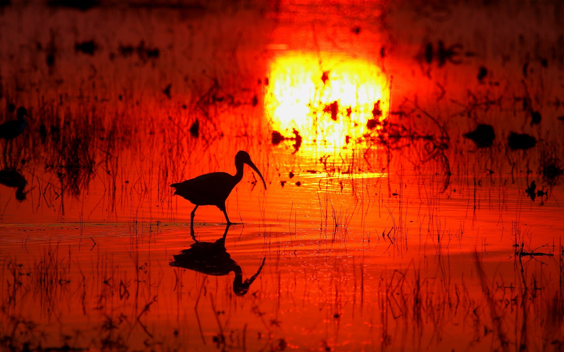 pantano agua reflexión puesta de sol pájaro pico silueta