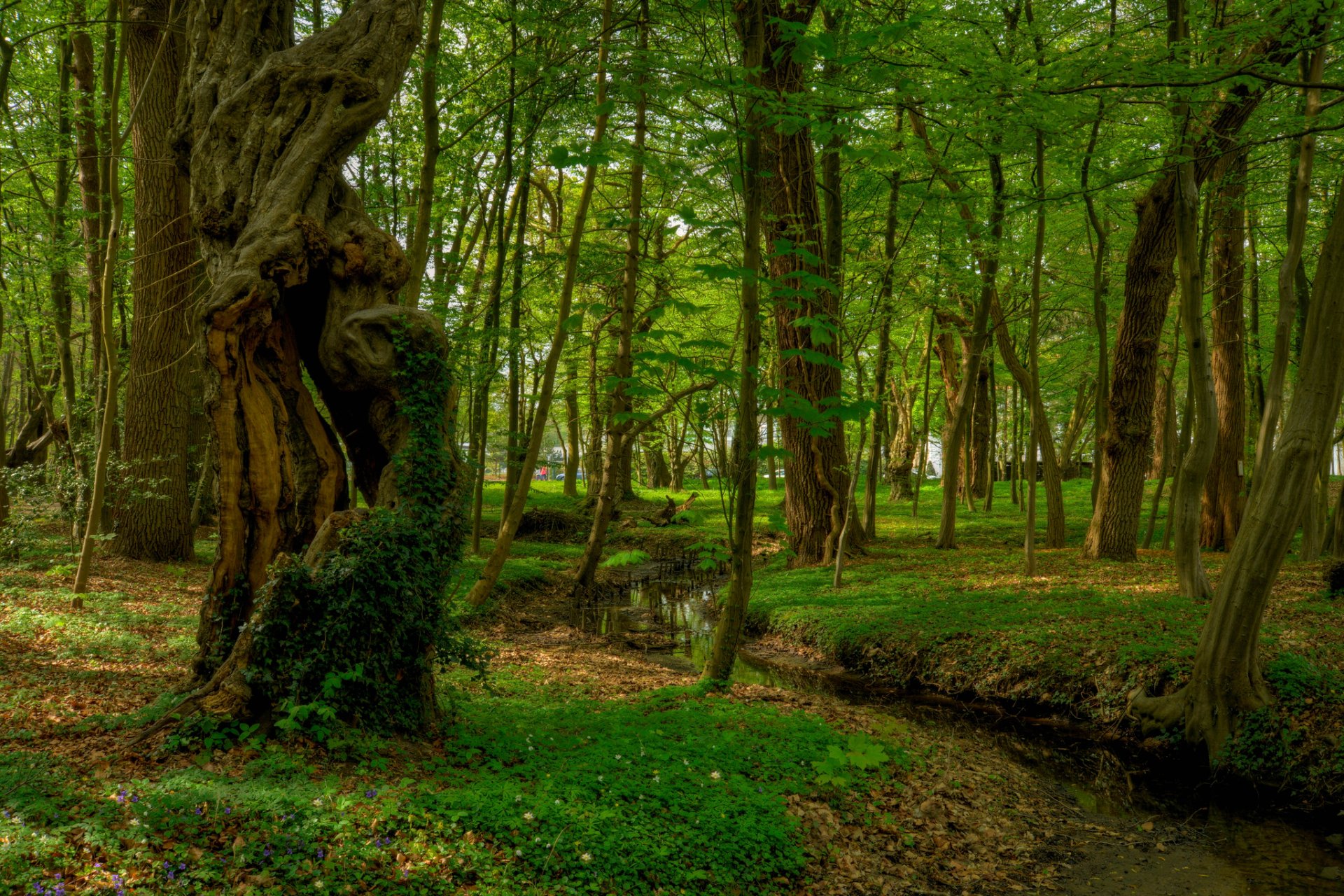 forêt arbres ruisseau parc