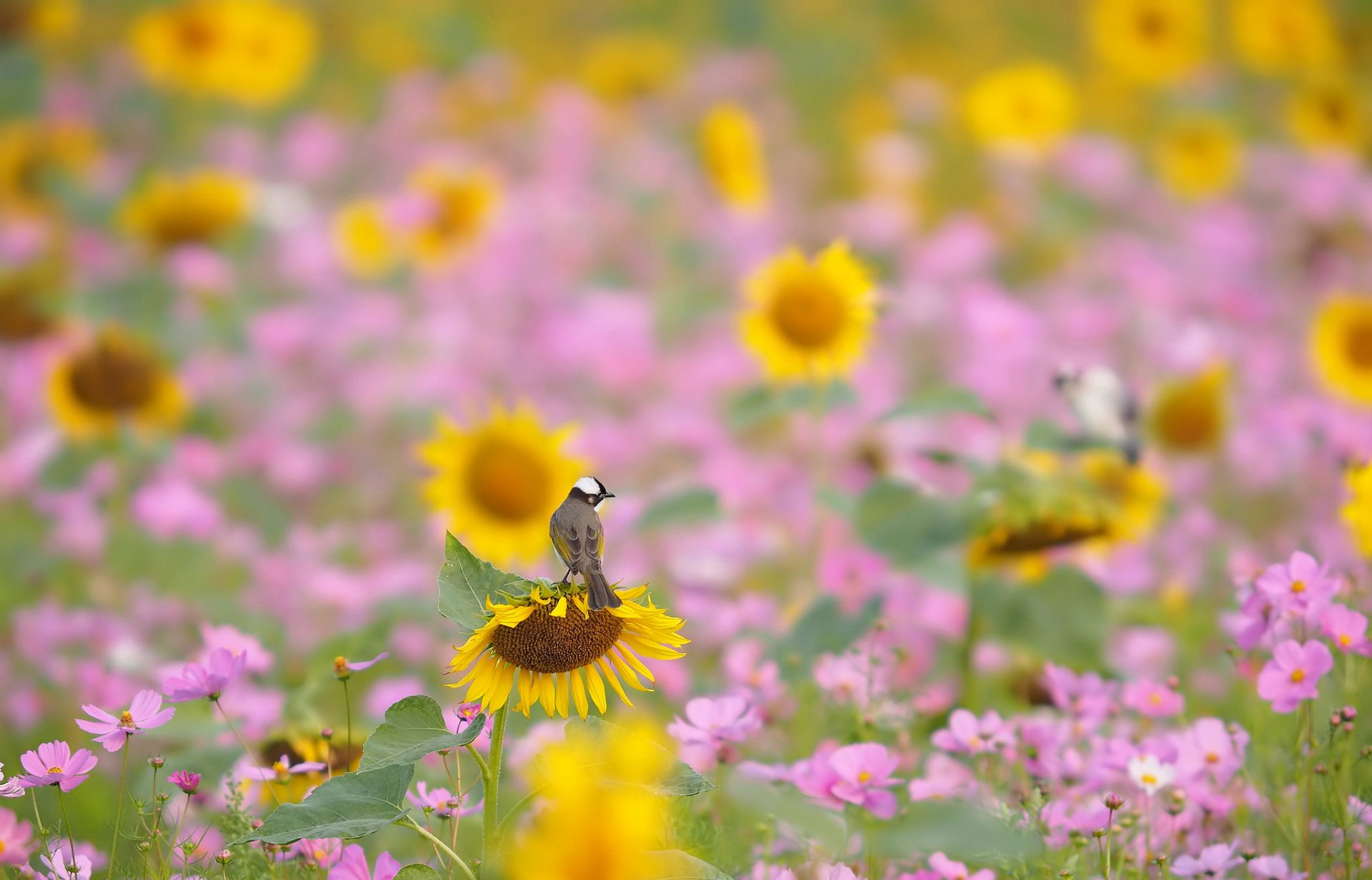 campo prado flores girasol cosmea pájaro