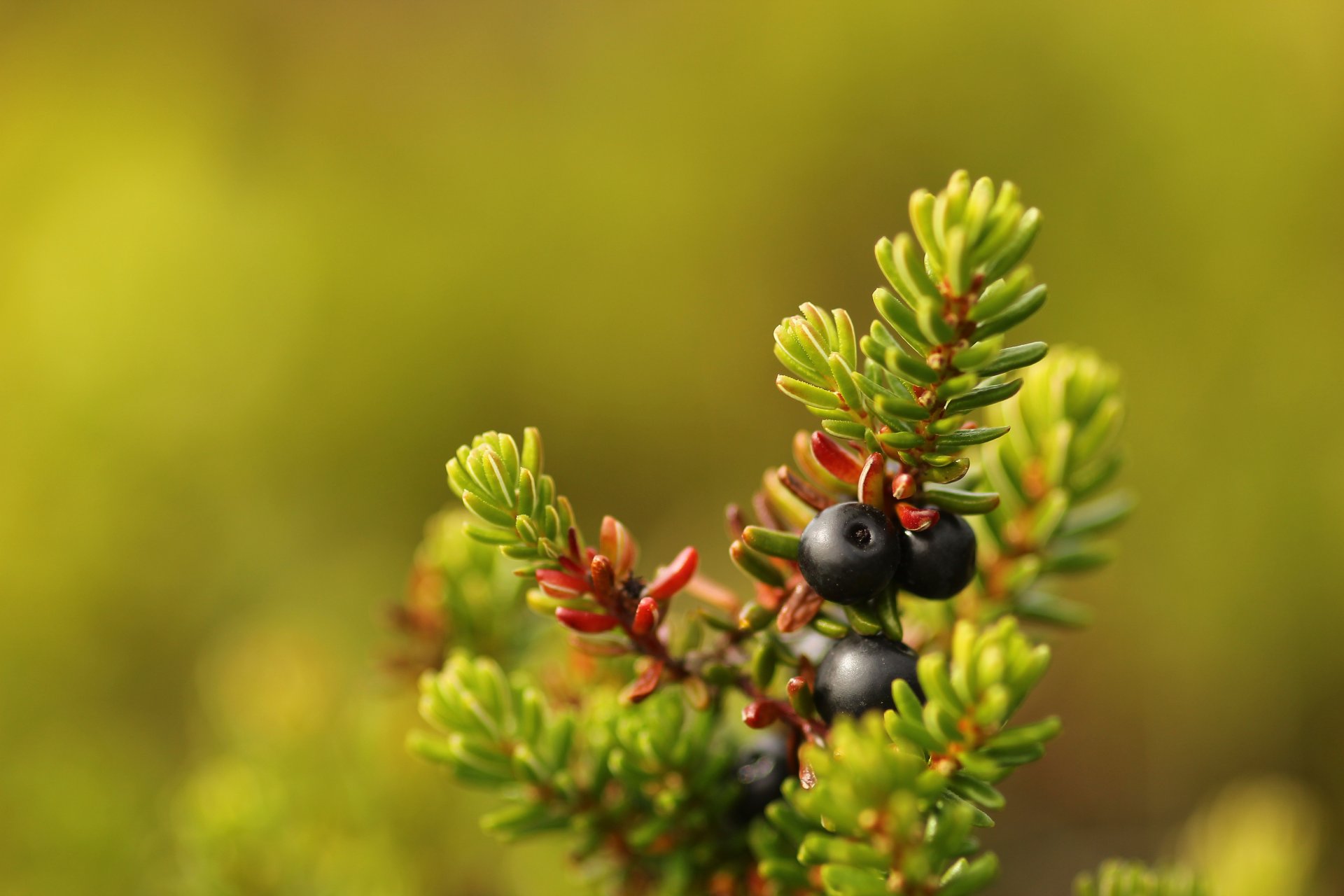 wassermann beeren makro bokeh