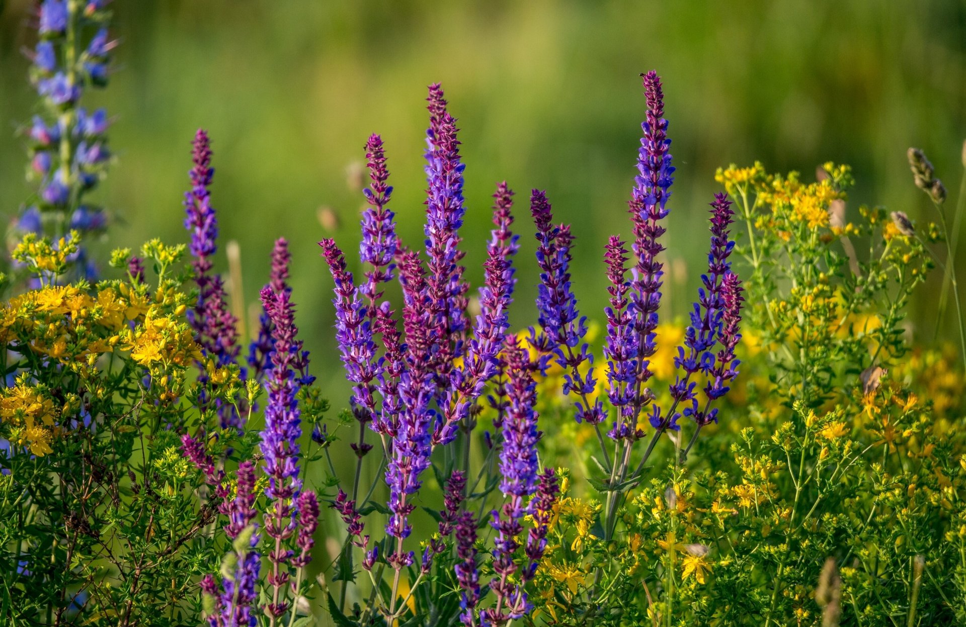 salvia prado verano