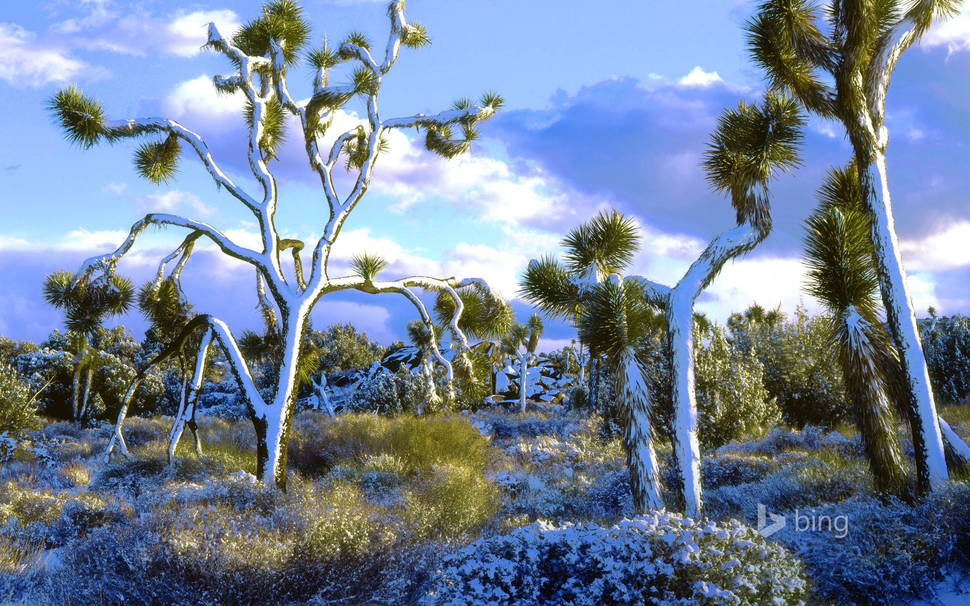 parque nacional joshua tree california estados unidos cielo nubes nieve árboles paisaje