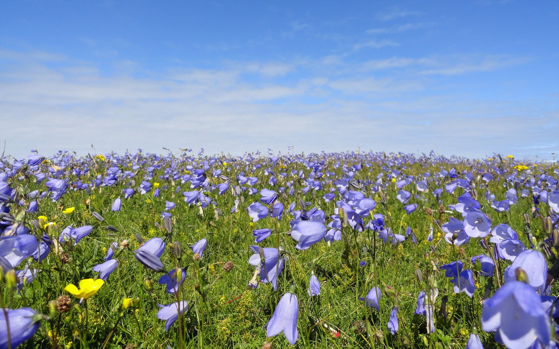 blumen sommer natur