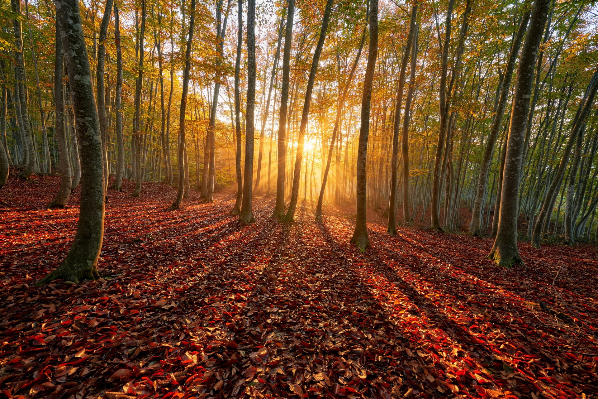 automne forêt soleil rayons