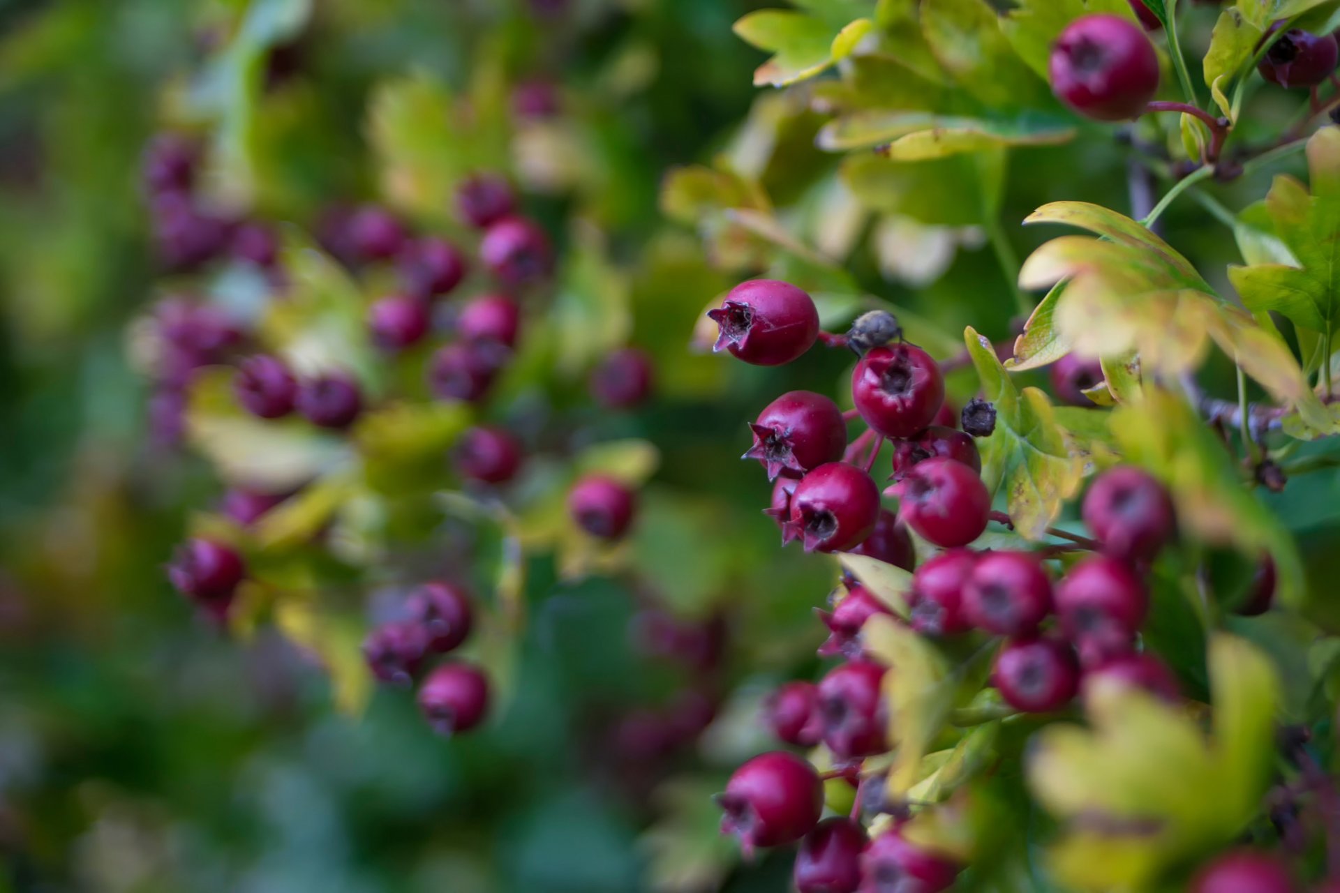 irga jagody makro bokeh