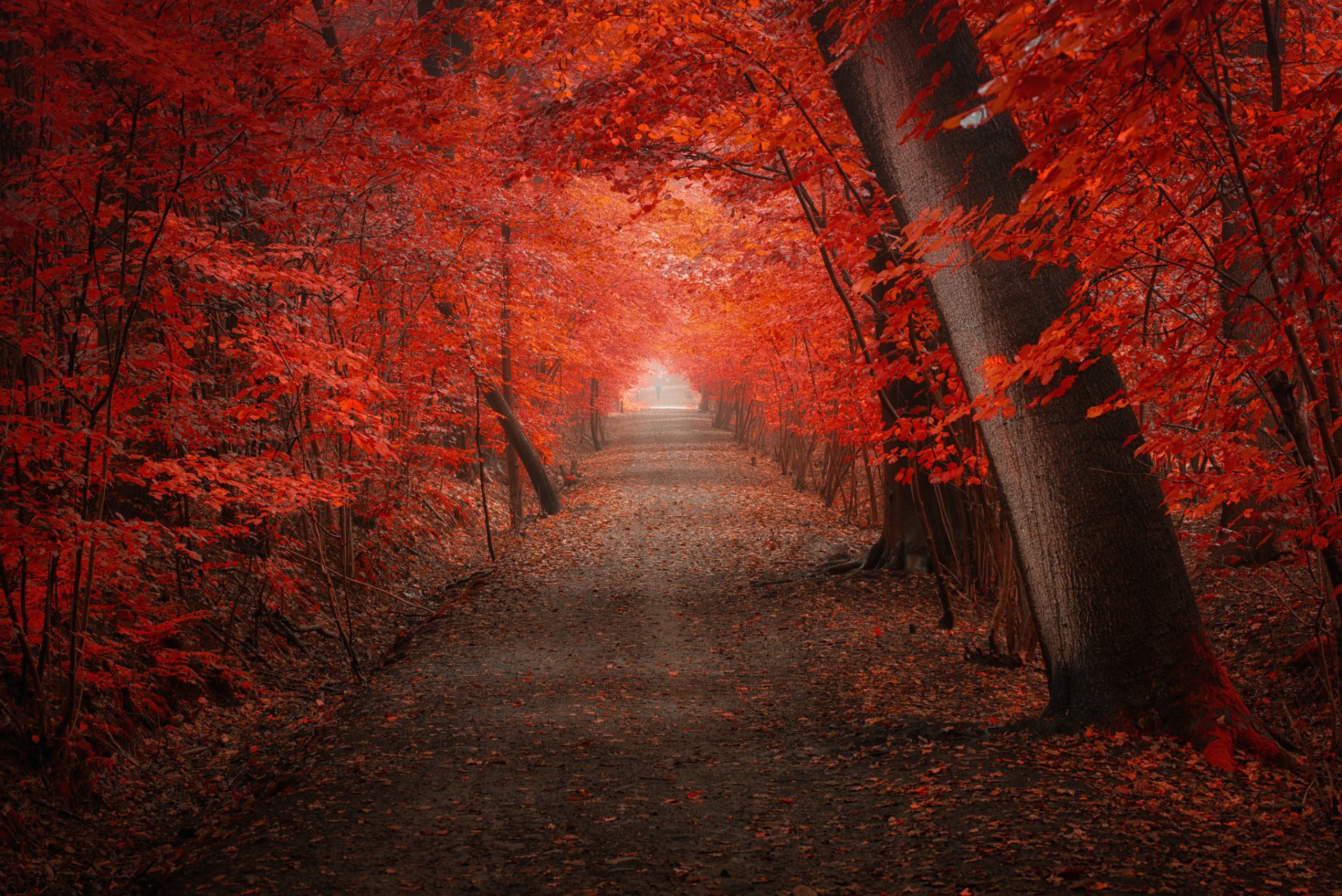 parque carretera otoño