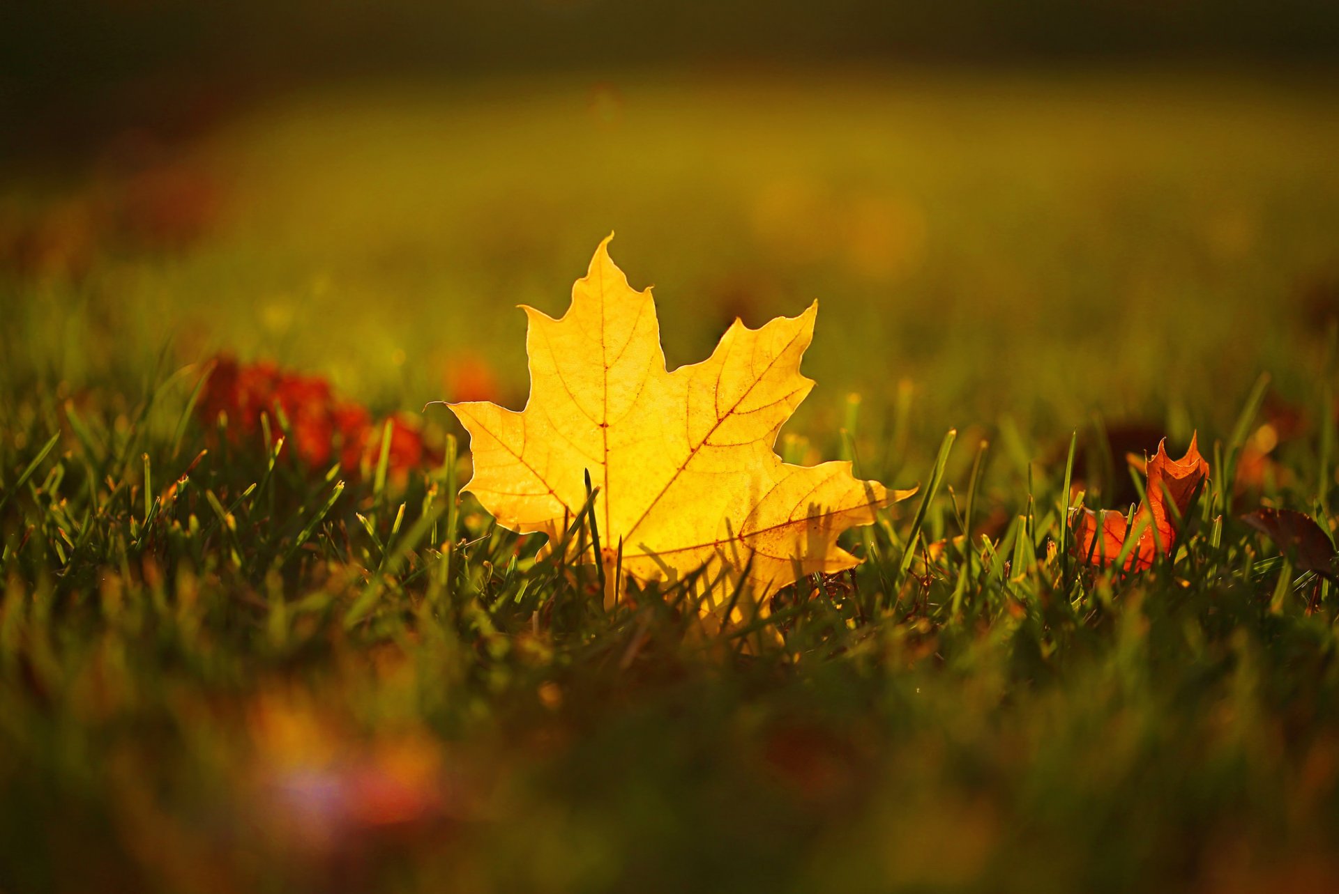 herbe feuille érable automne gros plan